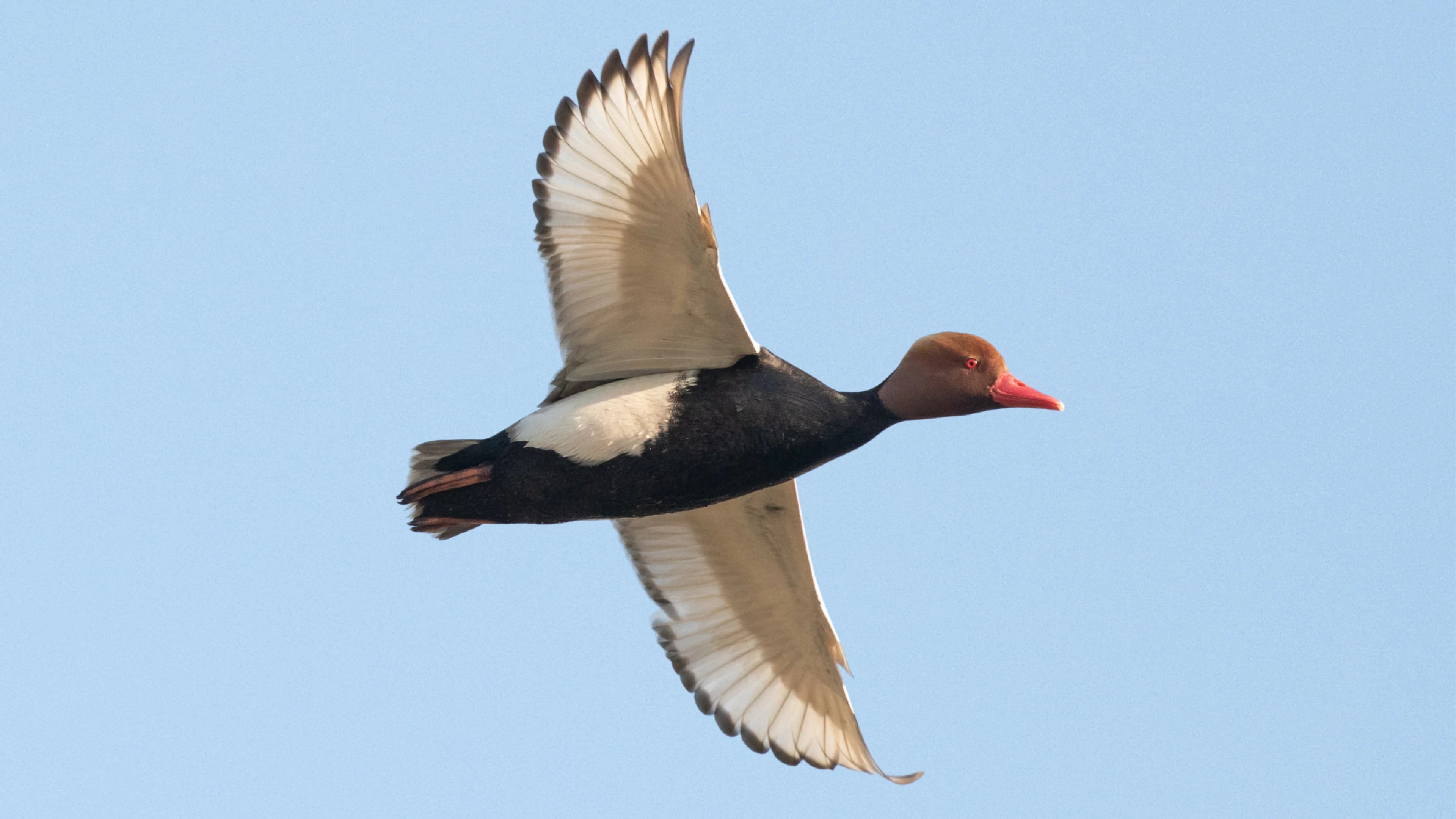 Eine fliegende Kolbenente in der Nähe eines Gewässers.