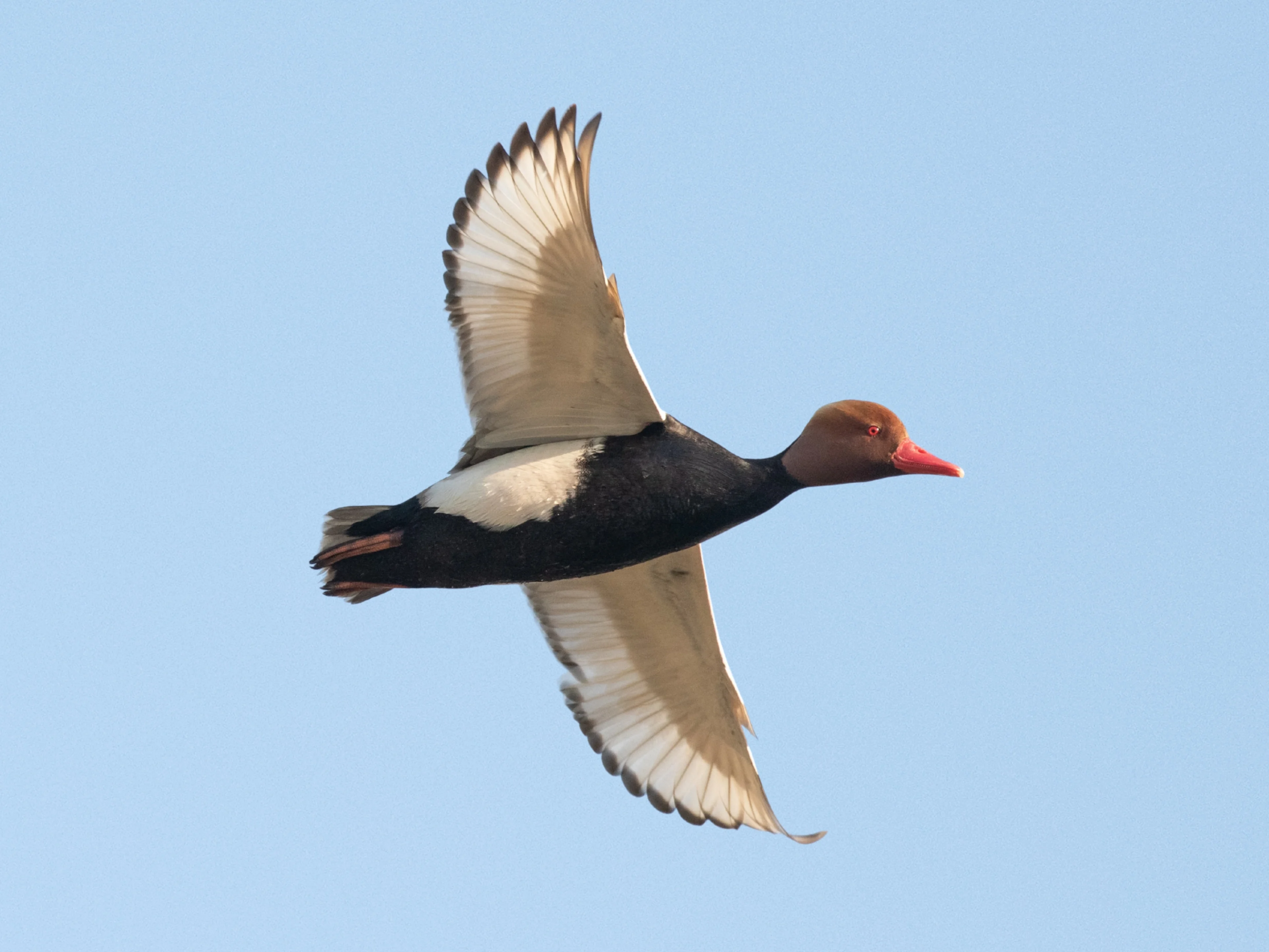 Eine fliegende Kolbenente in der Nähe eines Gewässers.