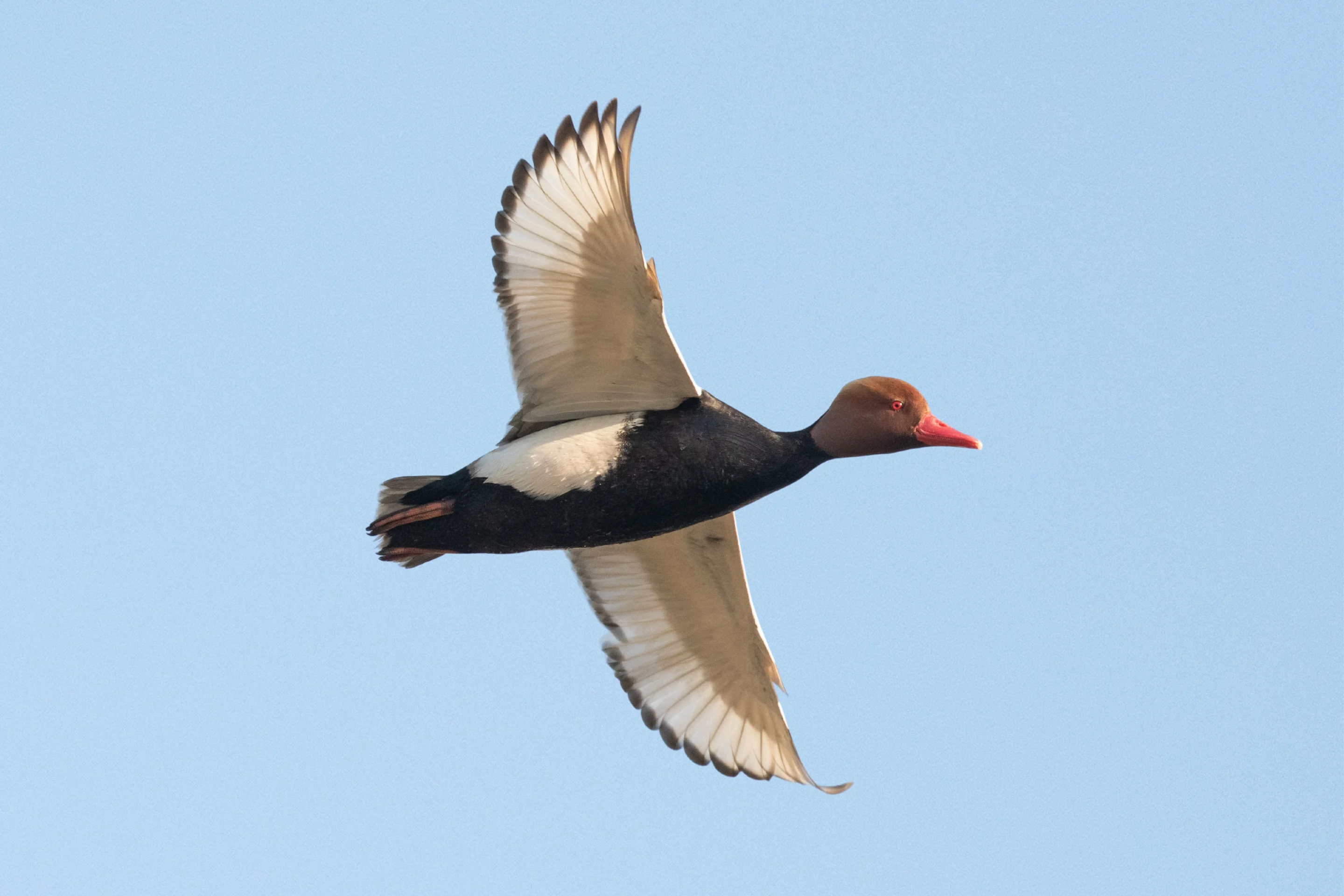 Eine fliegende Kolbenente in der Nähe eines Gewässers.