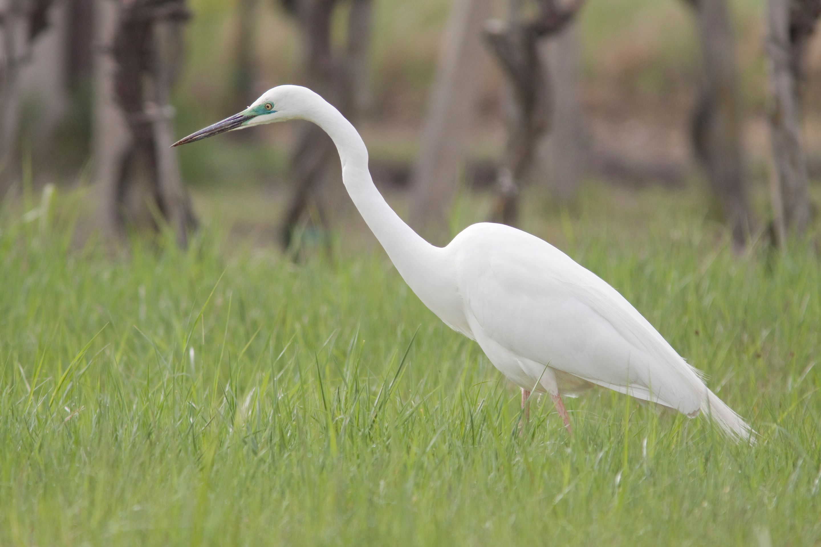 Ein Silberreiher sucht im Weingarten nach Nahrung.