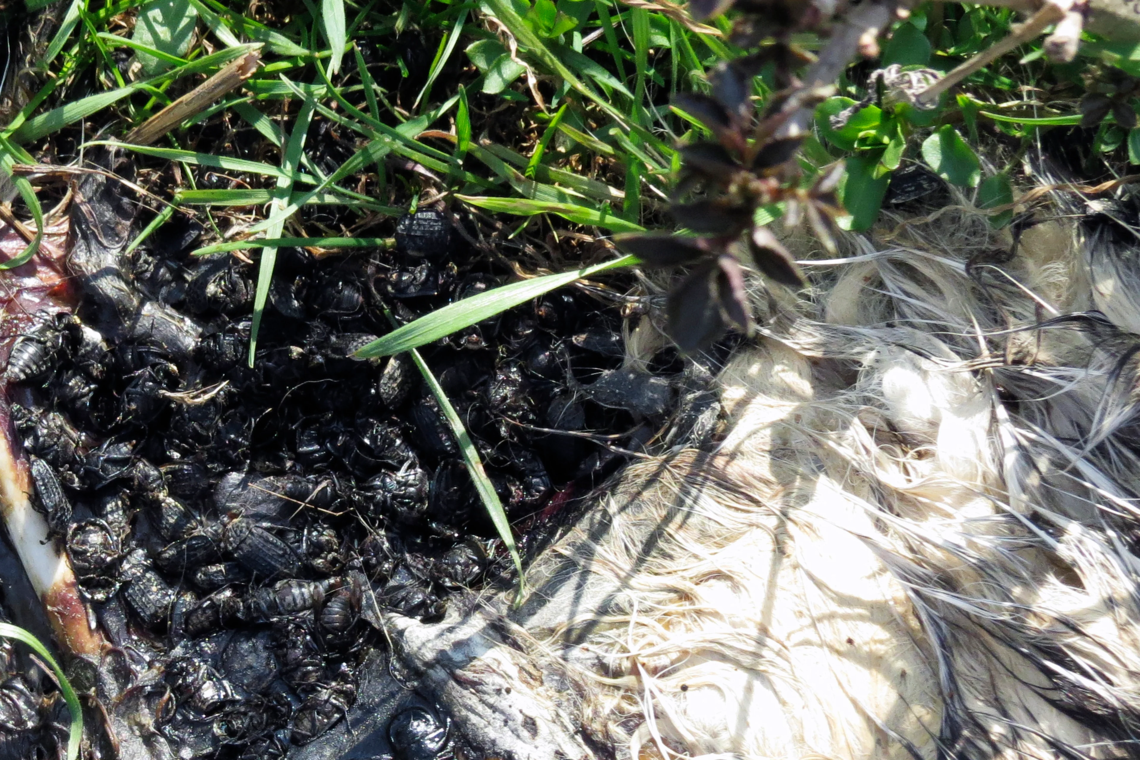 Giftköder: Auch größere Mengen toter Insekten an einem Kadaver sind ein guter Hinweis auf Gifteinsatz. Die Verwendung dieser jungen Katze als Giftköder kann schon vor der Laboruntersuchung mit hoher Sicherheit festgestellt werden, da massenhaft Runzelige Aaskäfer darauf verendet sind.