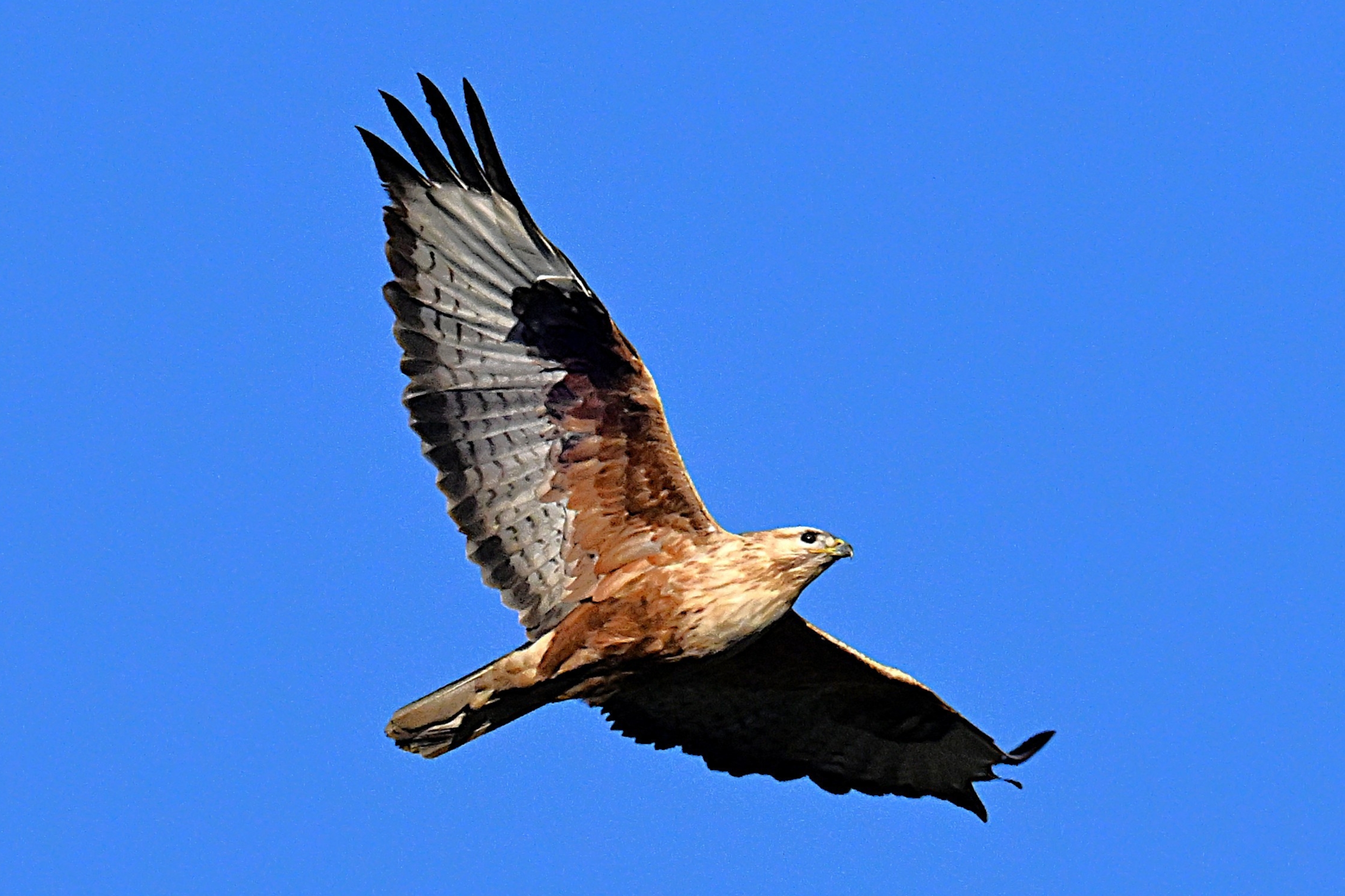 Ein Adlerbussard über Österreich im Flug.