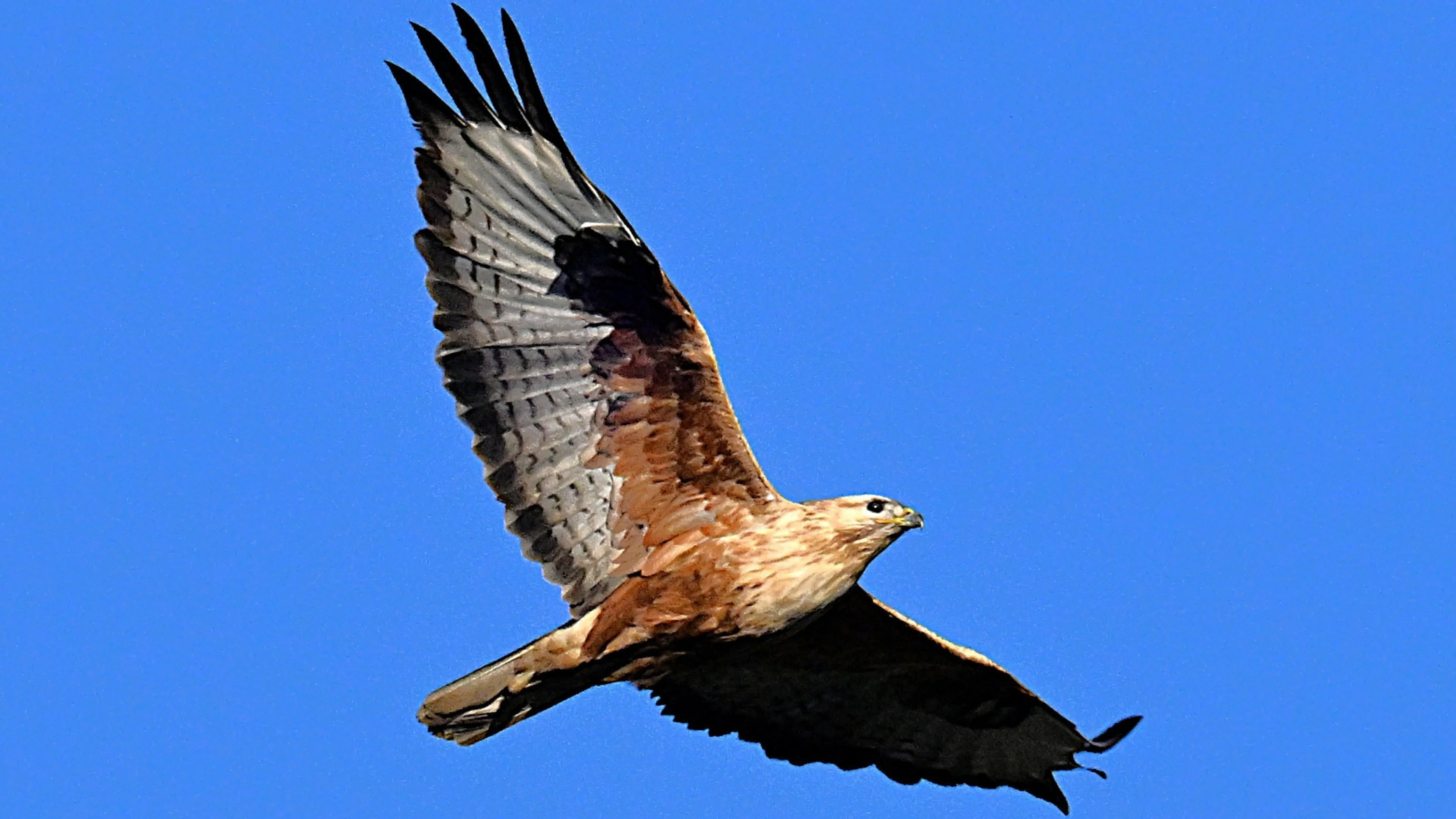 Ein Adlerbussard über Österreich im Flug.