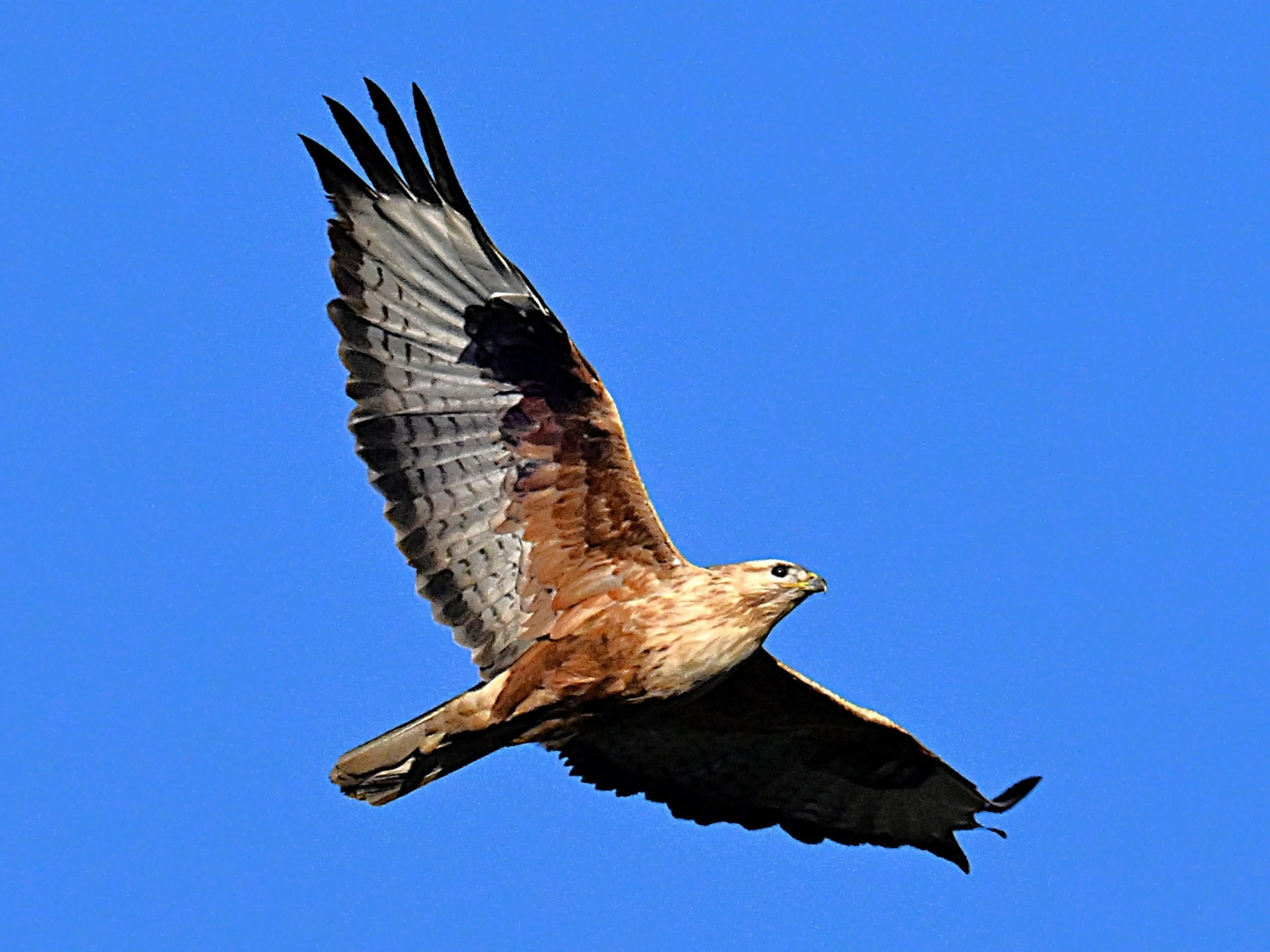 Ein Adlerbussard über Österreich im Flug.