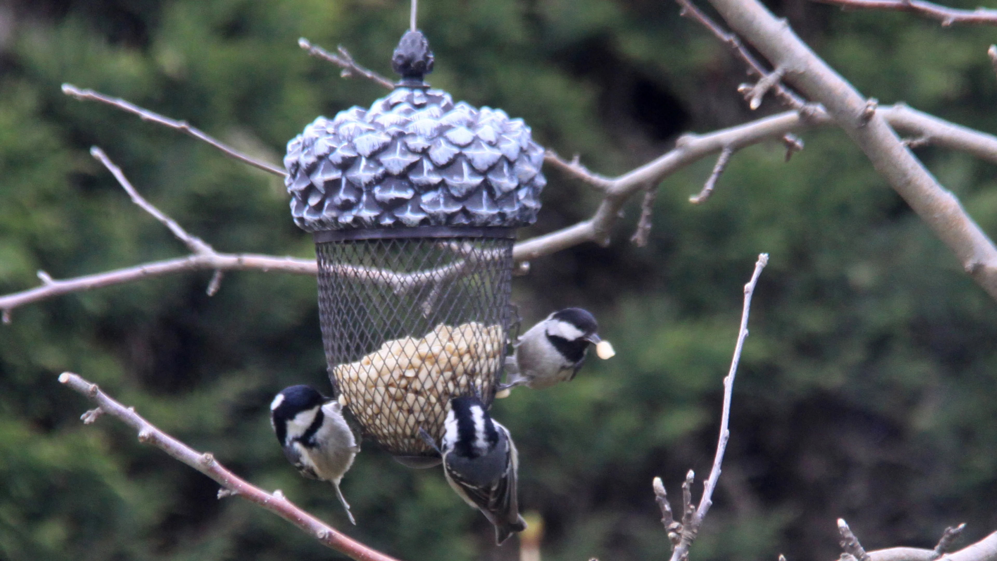 Drei Tannenmeisen an der Futterstelle.