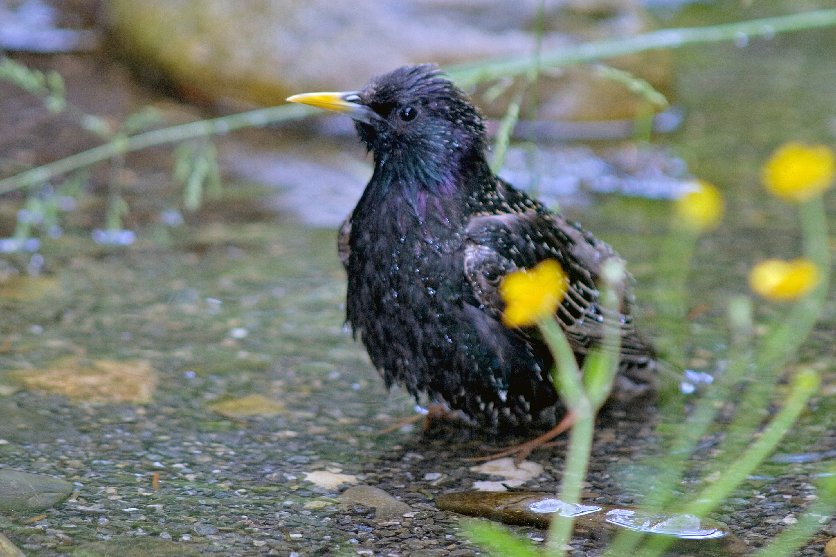 Ein Star sitzt in einem Bachbett und badet sich.