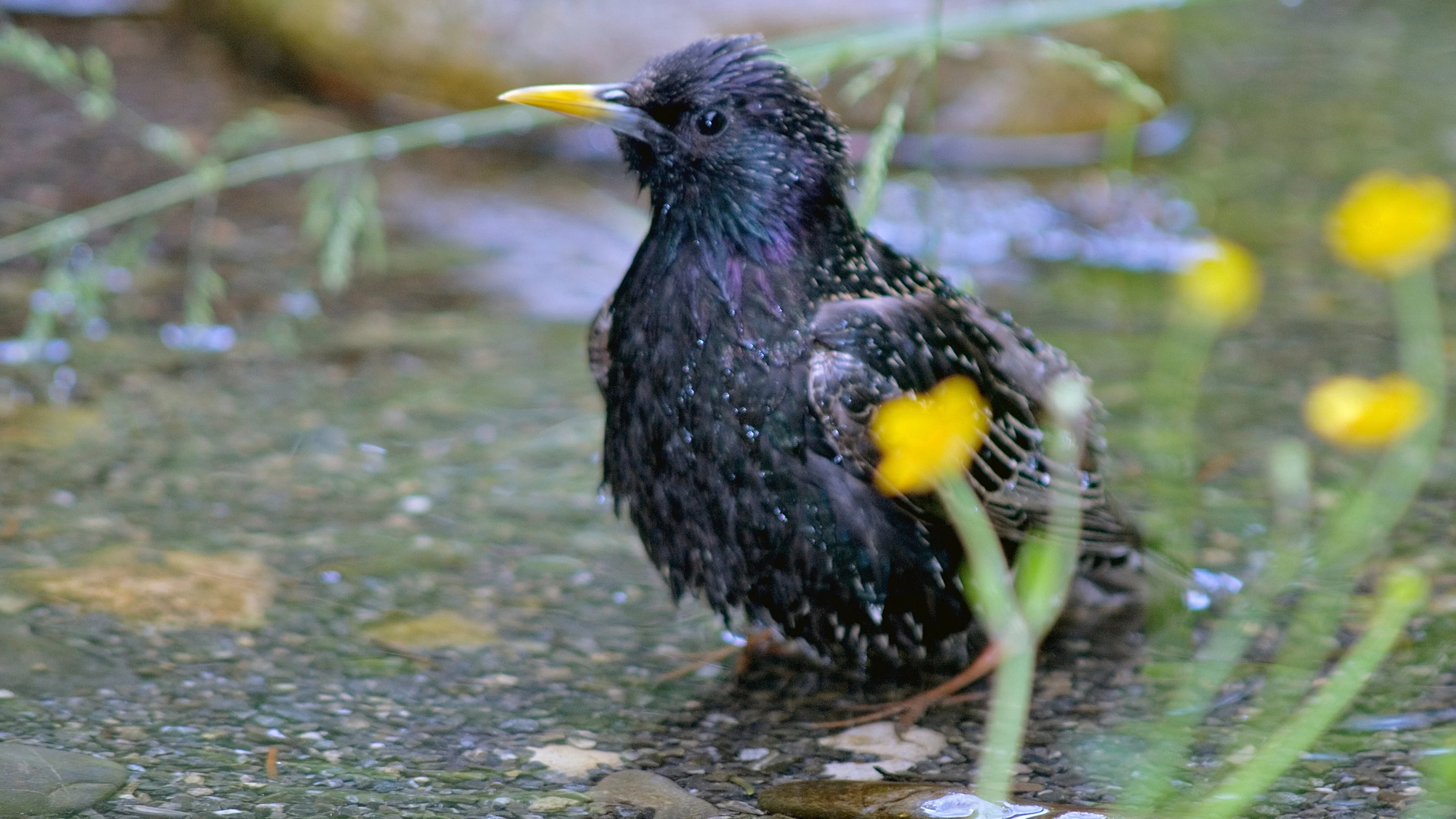Ein Star sitzt in einem Bachbett und badet sich.