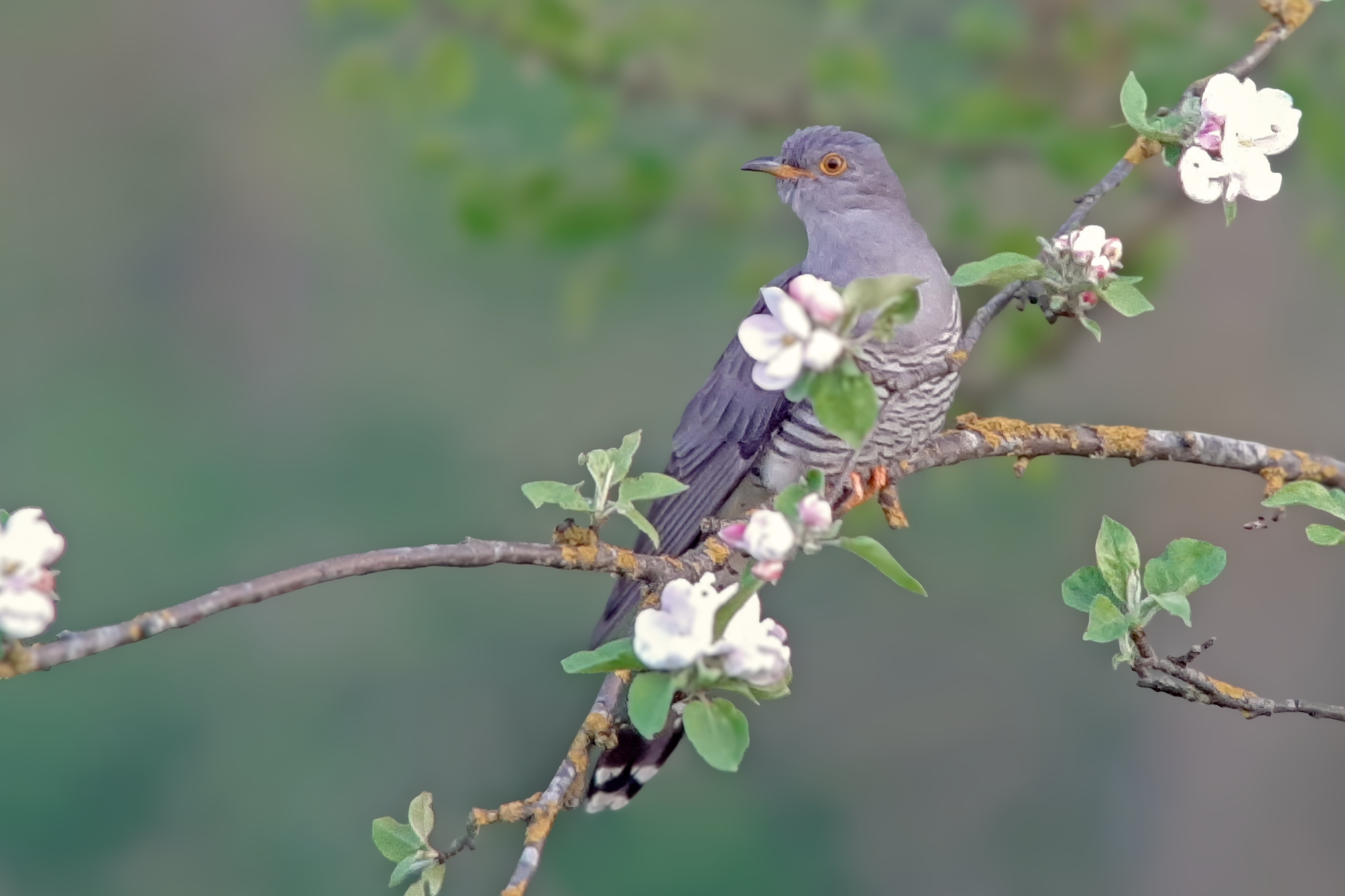 Ein Kuckuck sitzt auf dem Ast eines Obstbaumes im Frühling.
