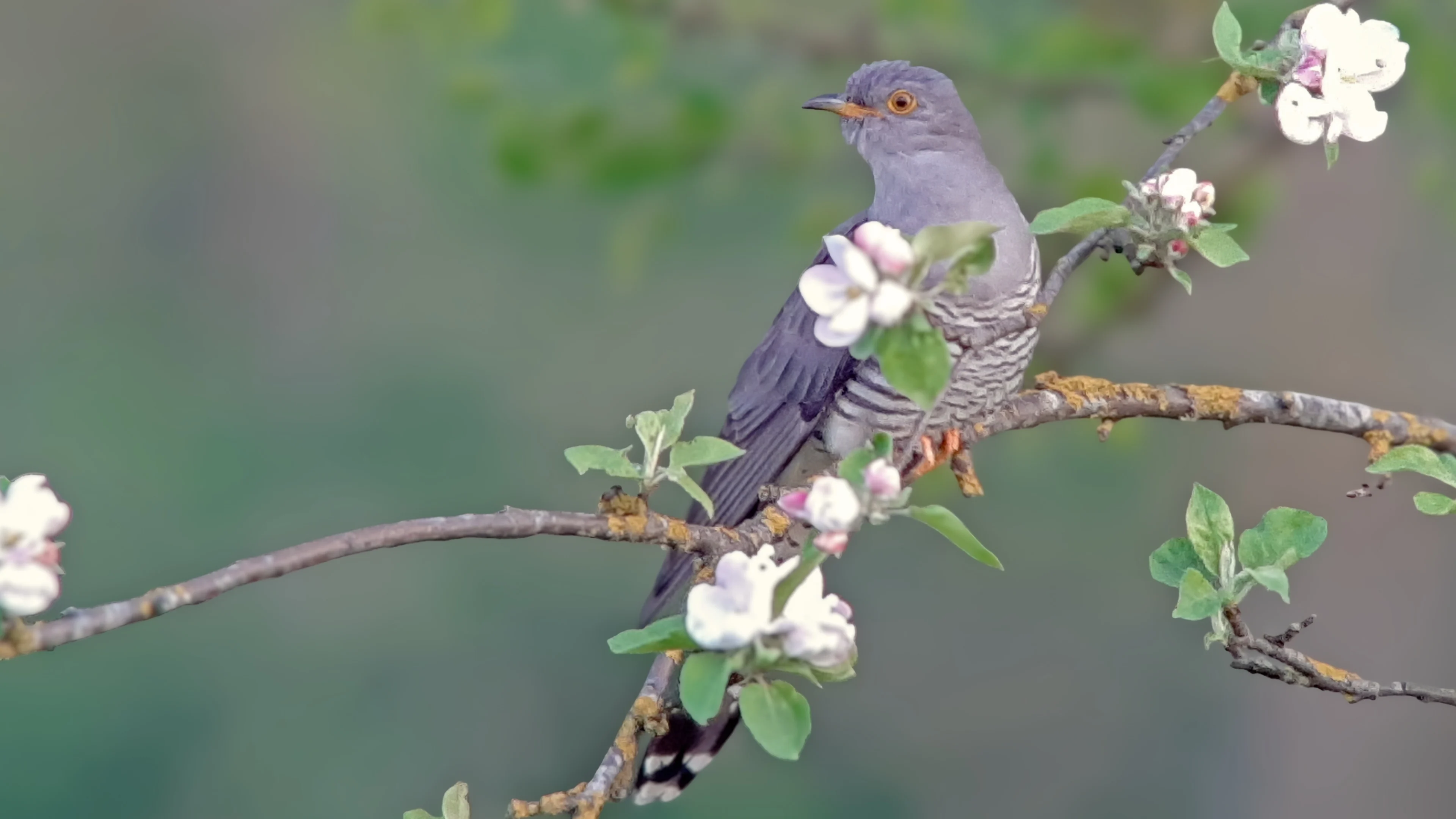 Ein Kuckuck sitzt auf dem Ast eines Obstbaumes im Frühling.