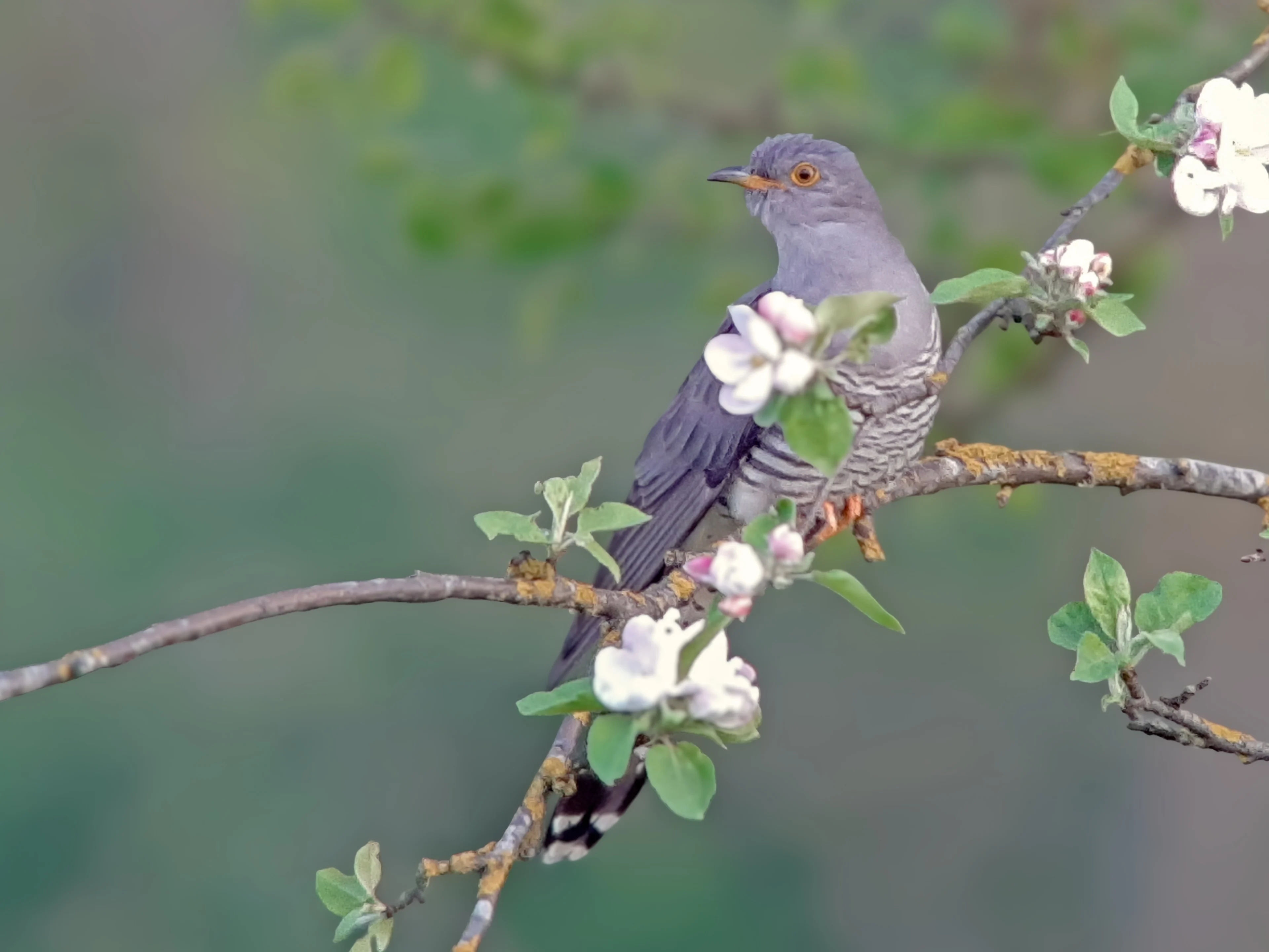 Ein Kuckuck sitzt auf dem Ast eines Obstbaumes im Frühling.
