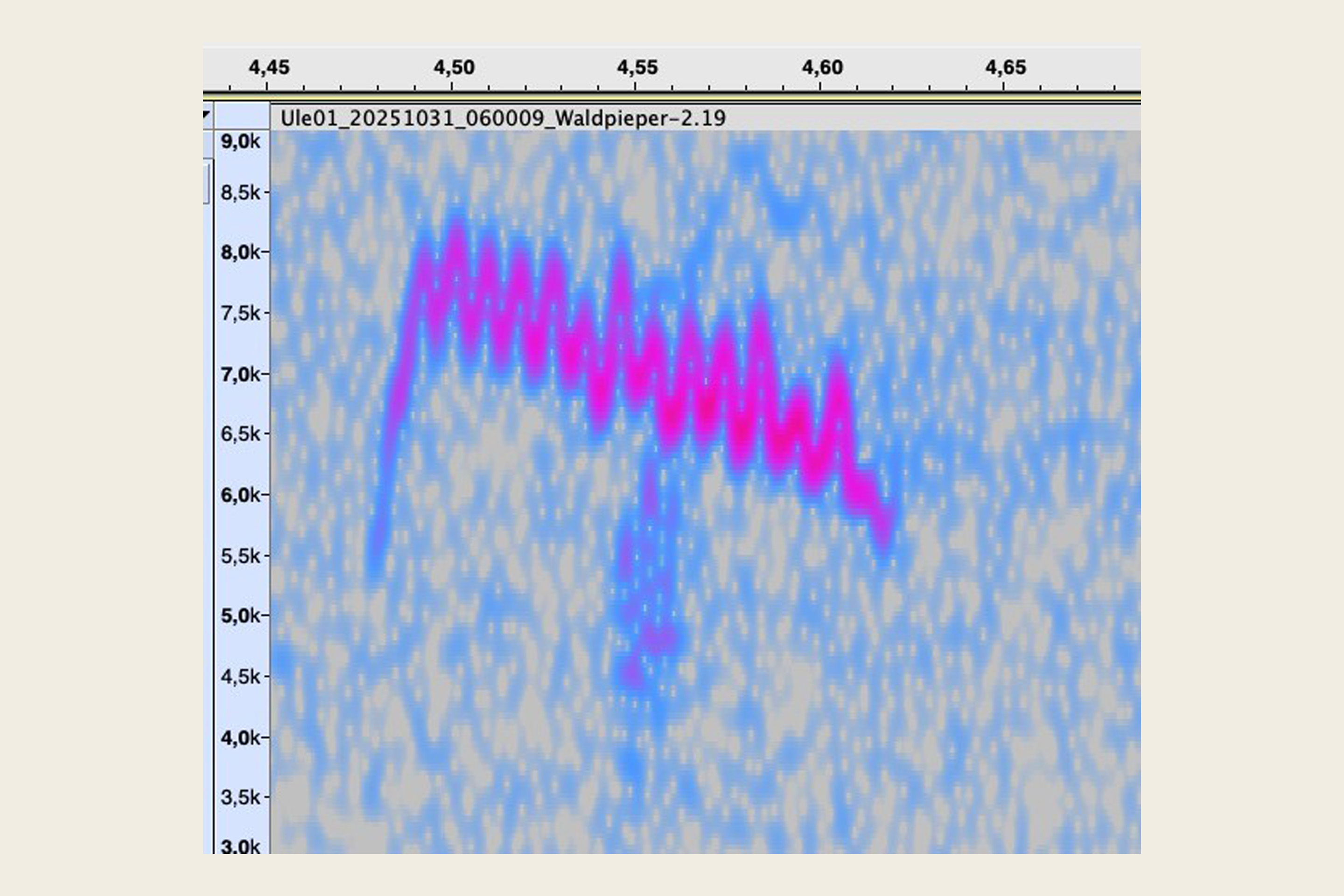 Ein Sonogramm eines Waldpiepers.