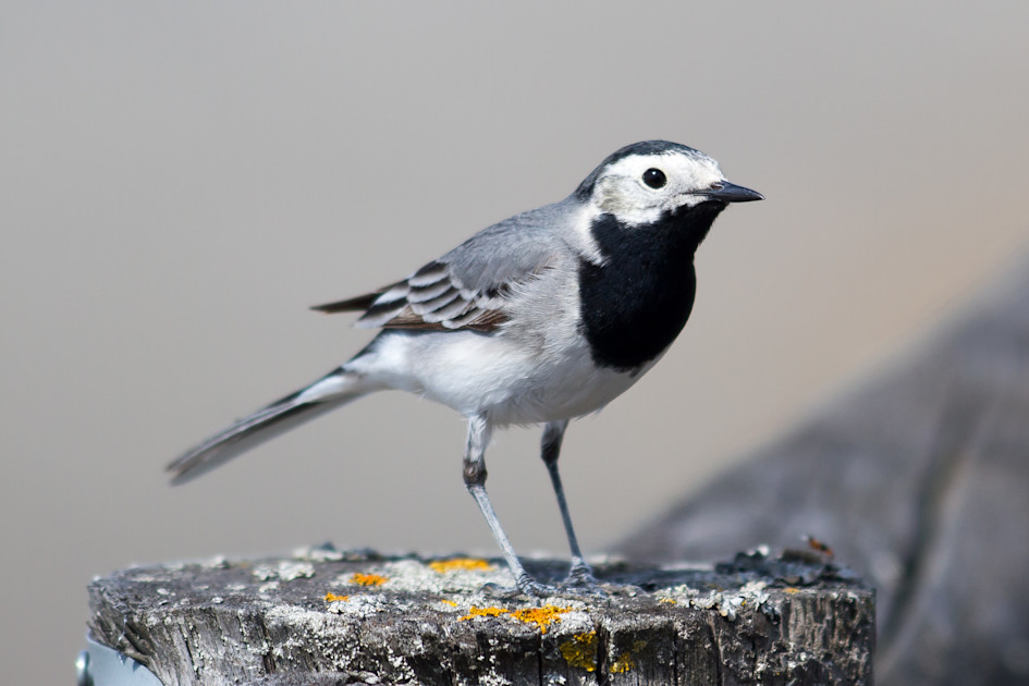 Bachstelze Motacilla Alba 