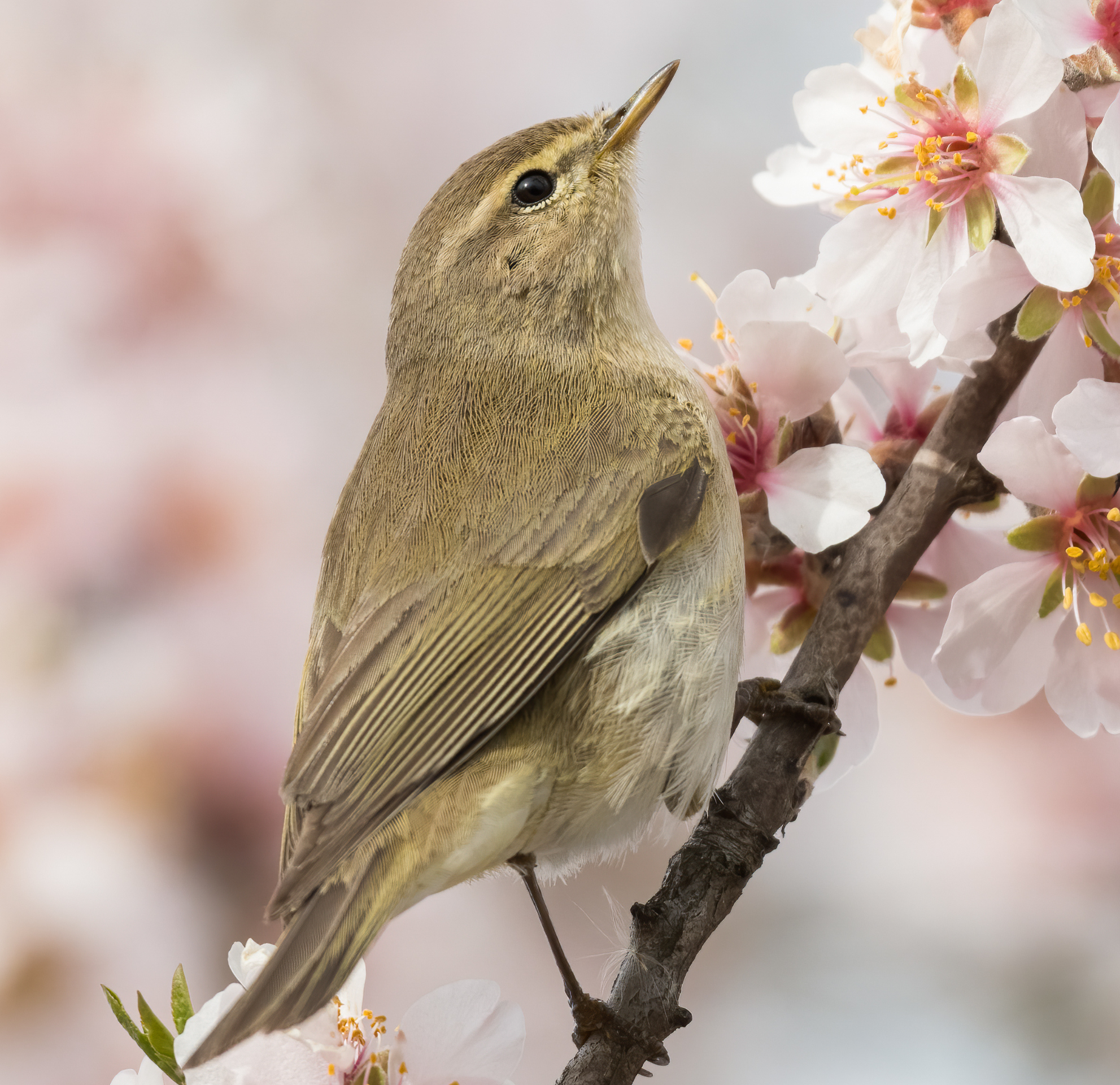 Ein Zilpzalp sitzt auf einem blühenden Kirschast.