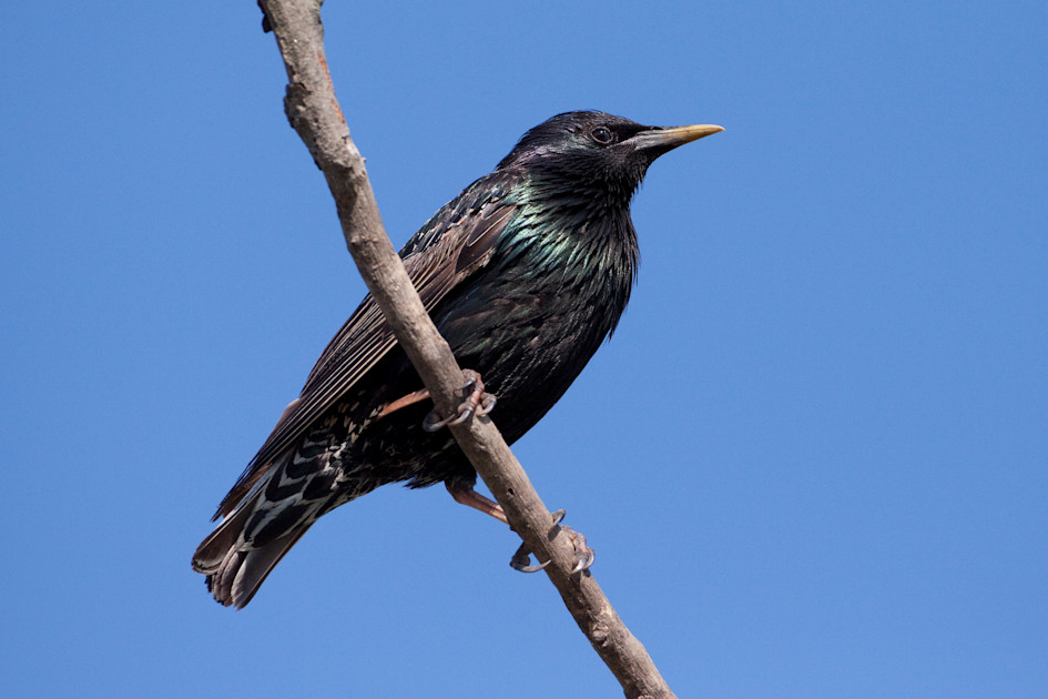 Star (Sturnus vulgaris)