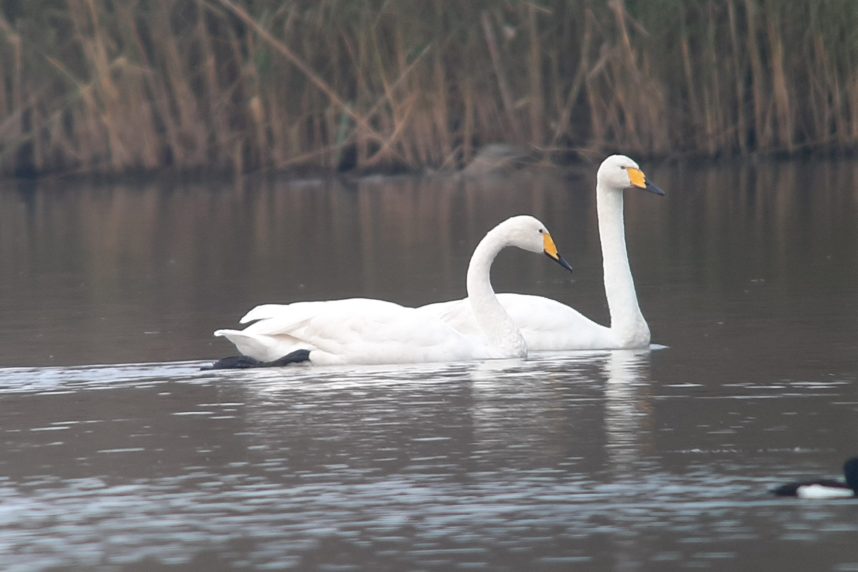 Zwei Singschwäne zu Besuch in Österreich.