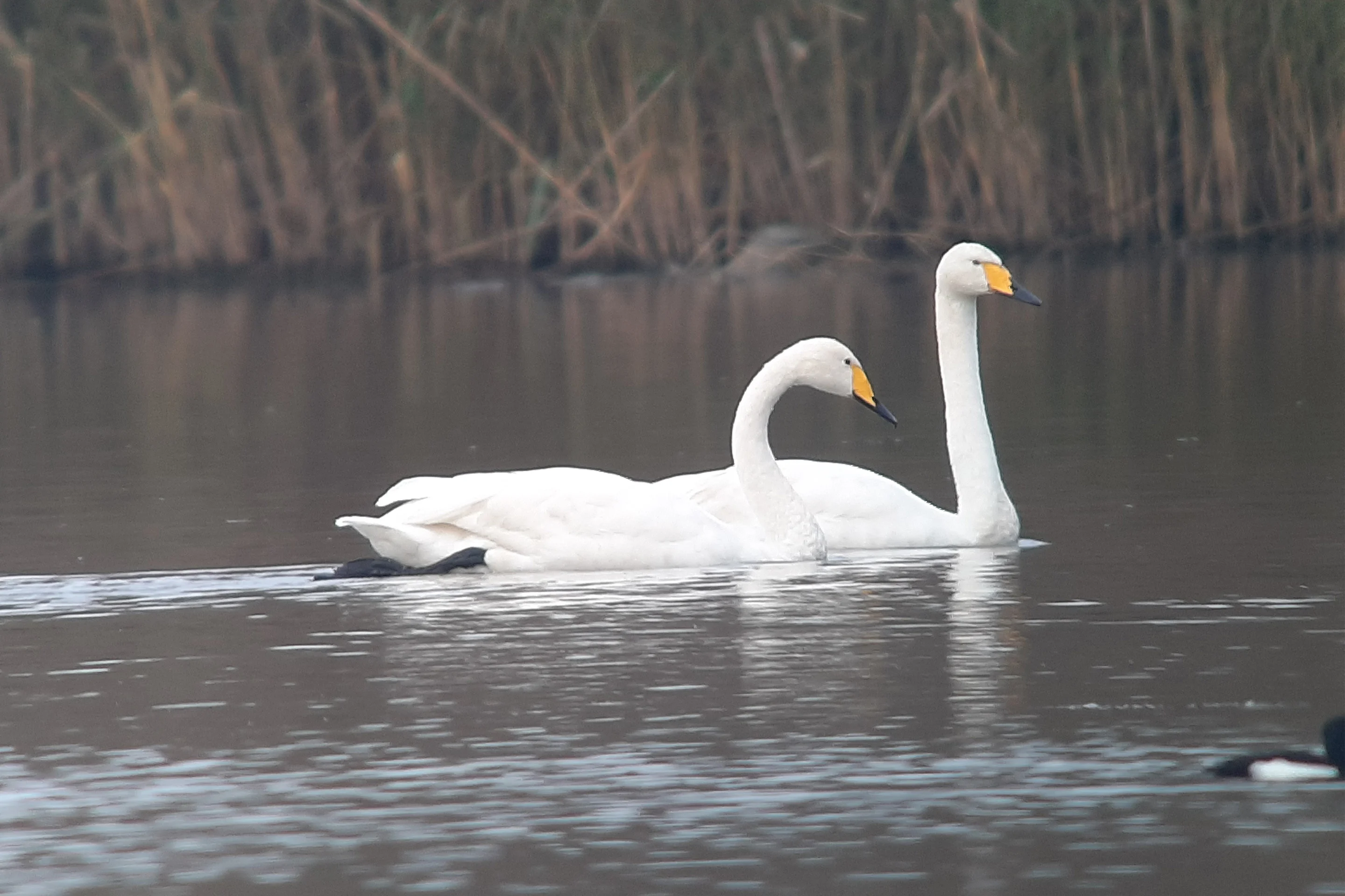 Zwei Singschwäne zu Besuch in Österreich.