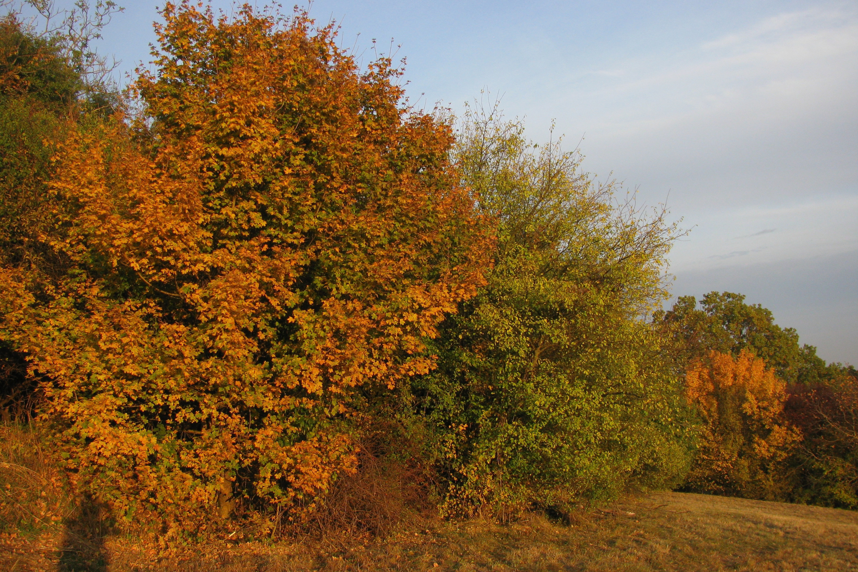 Eine freiwachsende Hecke im Herbst.