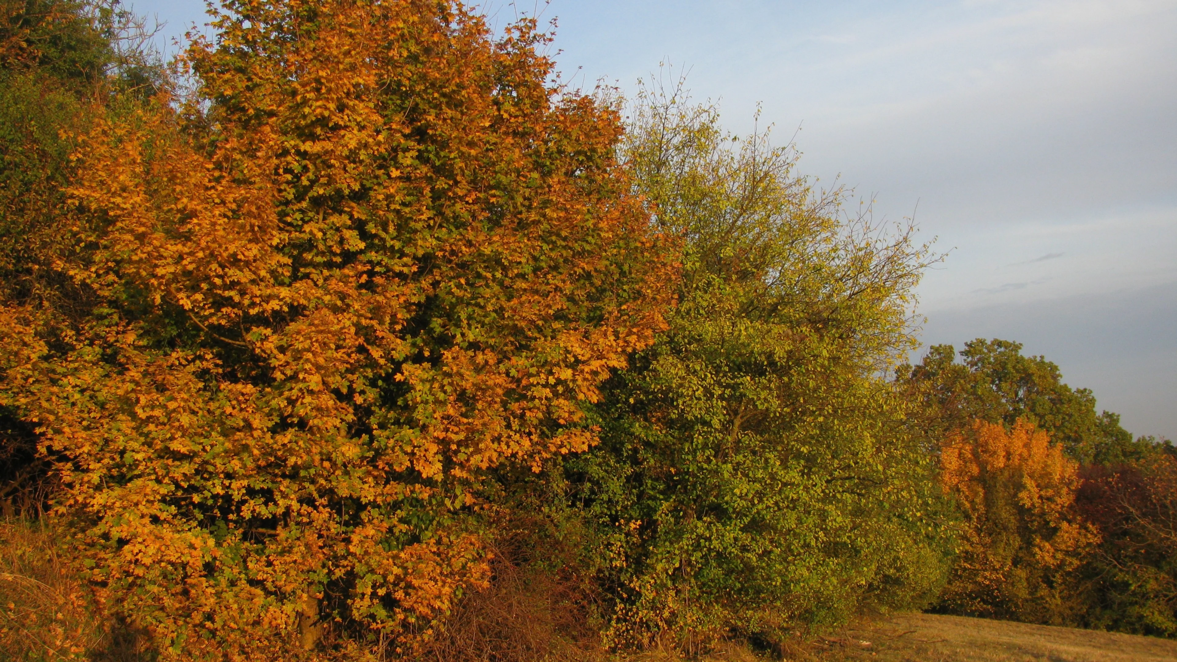 Eine freiwachsende Hecke im Herbst.