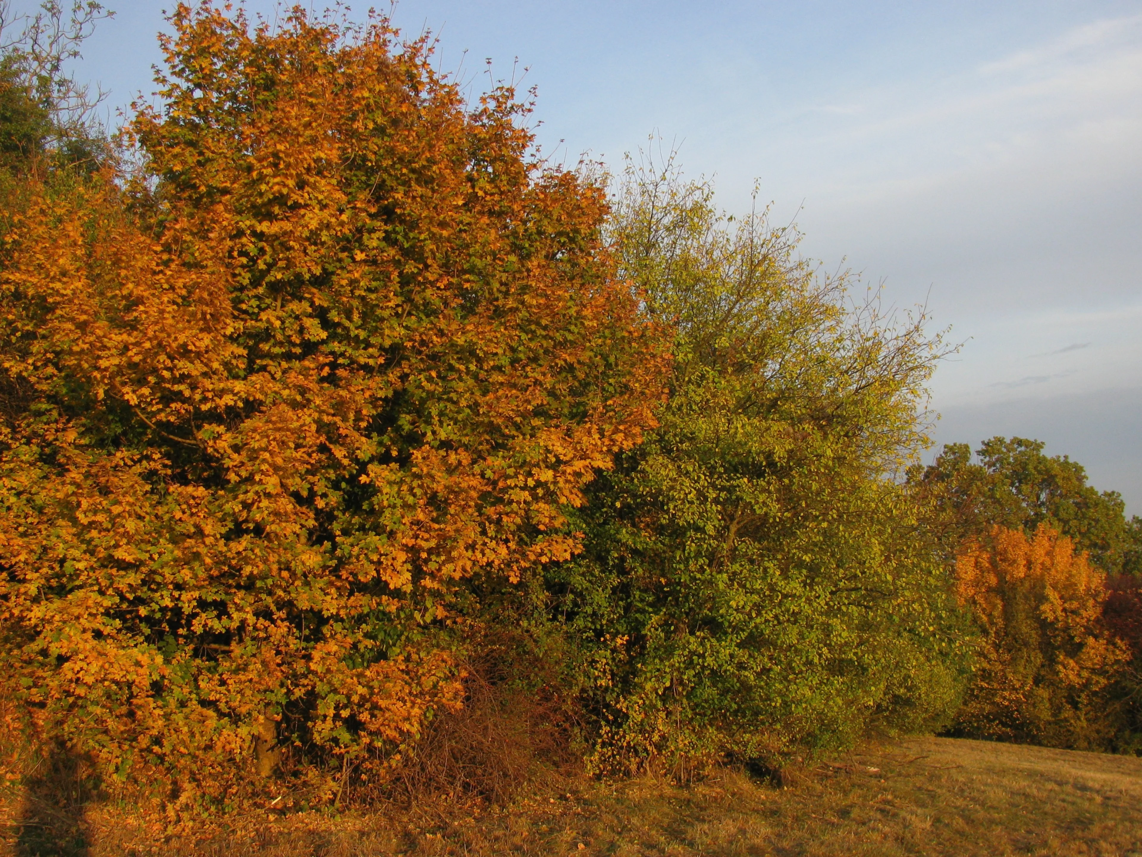 Eine freiwachsende Hecke im Herbst.