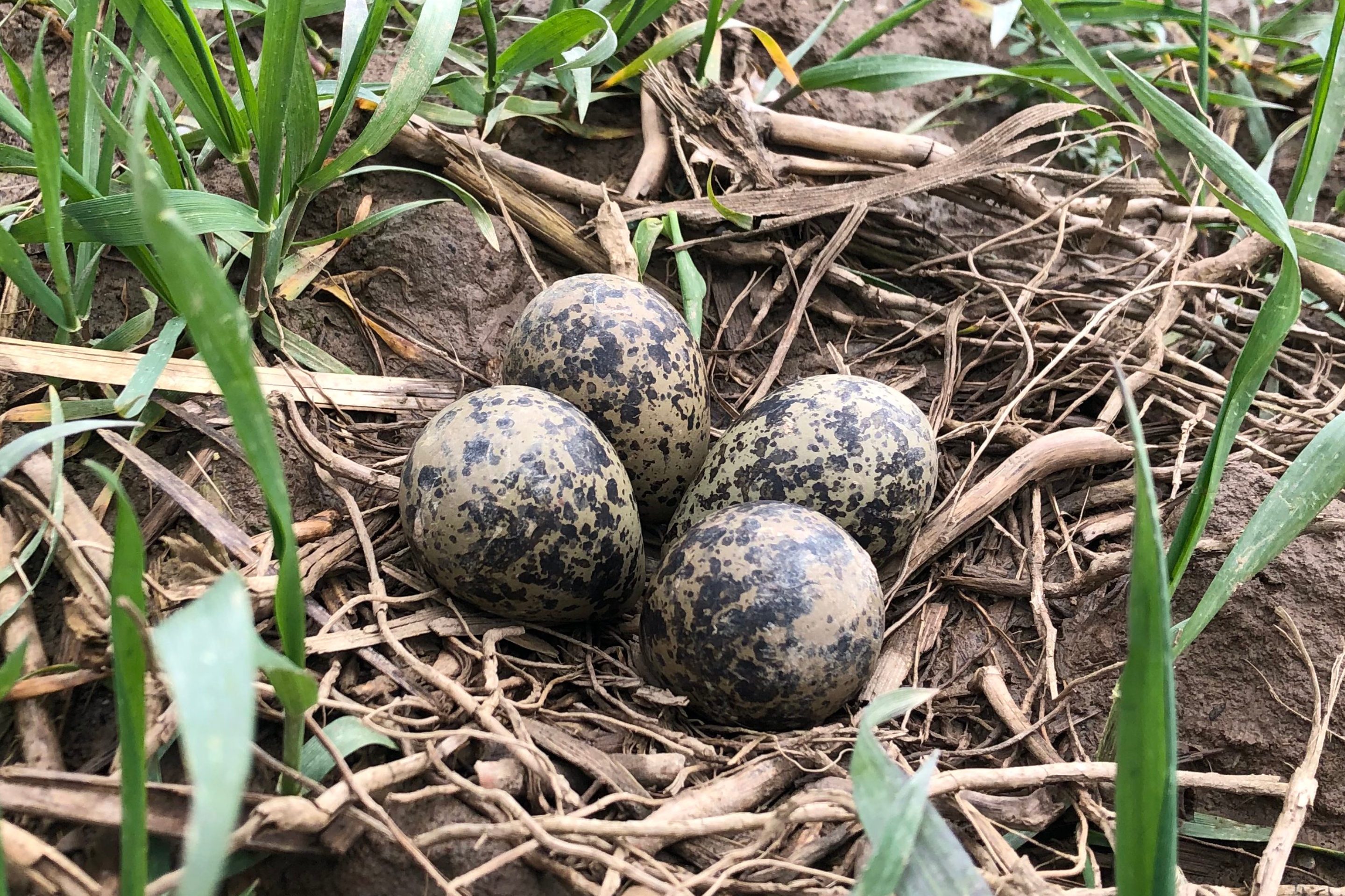 Ein typisches Kiebitz-Gelege am Feld.