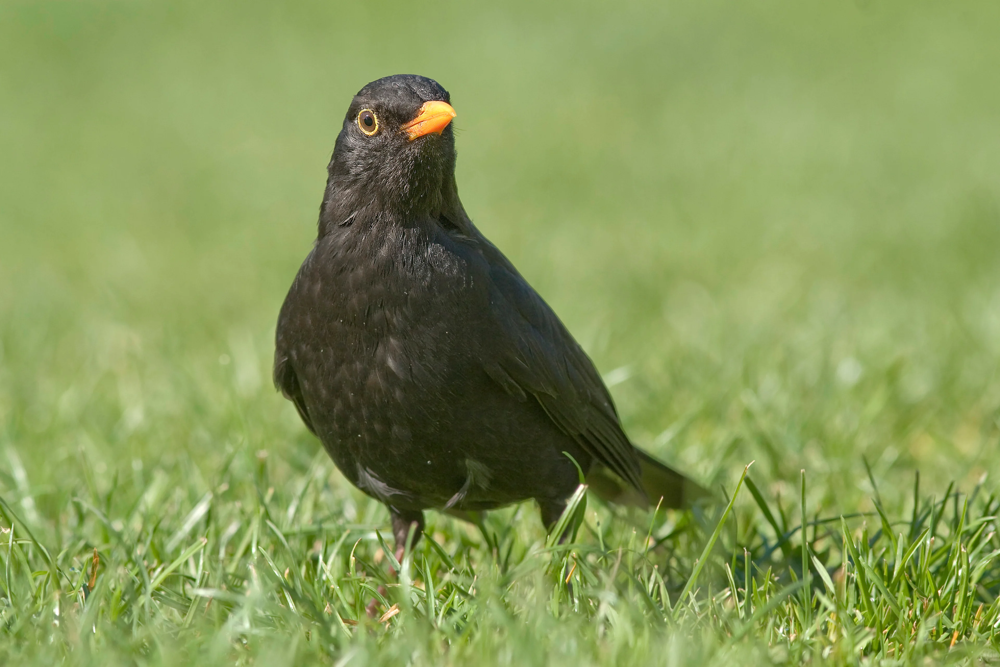 Auf diesem Bild sehen Sie ein Amselmännchen.