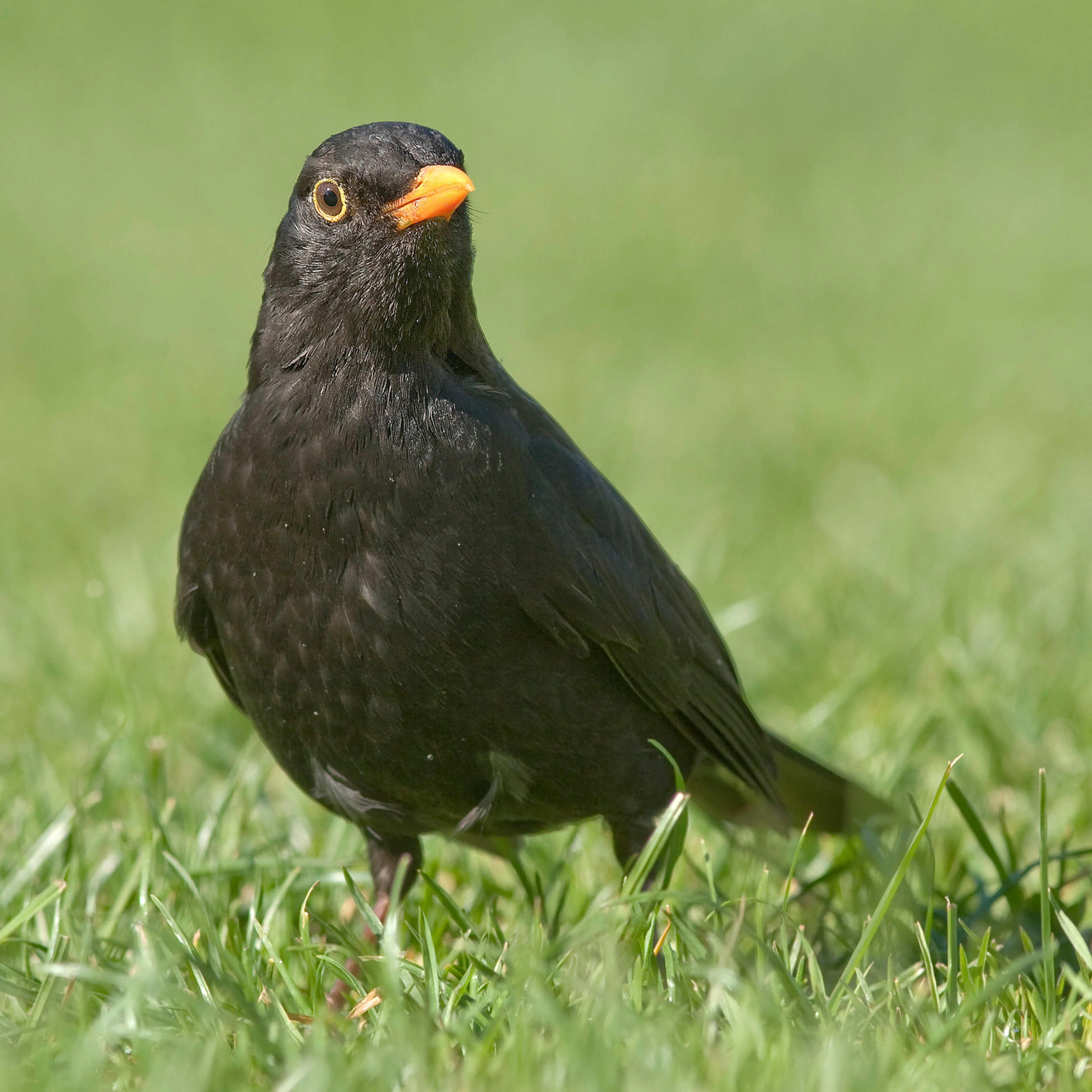 Auf diesem Bild sehen Sie ein Amselmännchen.