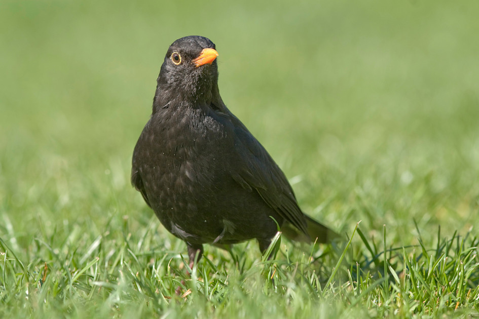 Amsel (Turdus merula)