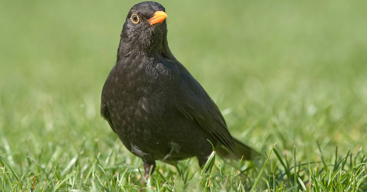 Amsel Color Amsel (Turdus merula)