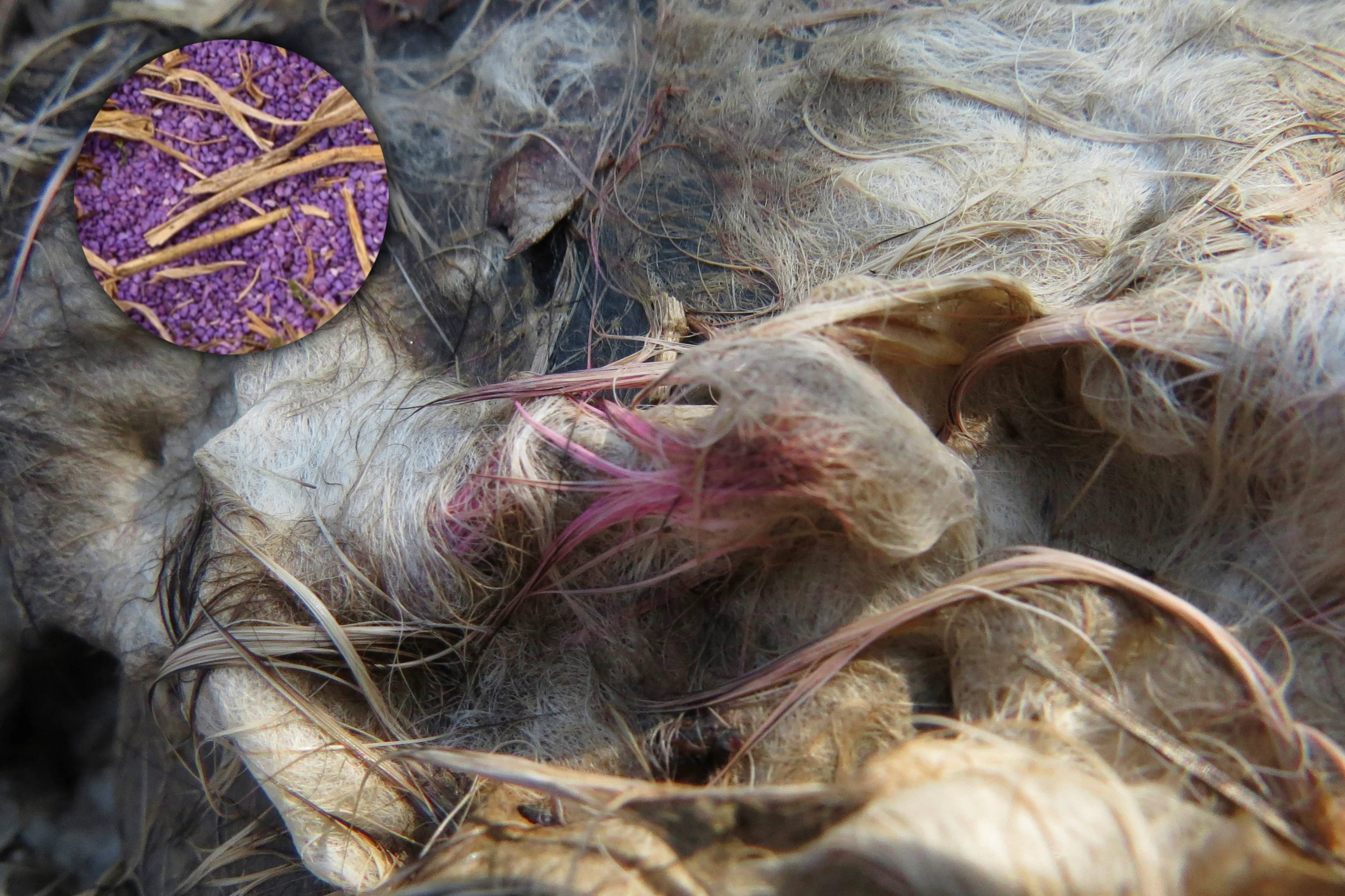 Giftköder: Als Giftköder werden oft Kadaver oder Fleischteile präpariert. In manchen Fällen ist die typische Warnfarbe der verwendeten Gifte (Carbofuran-Granulat im Kreis) auch am Köder gut zu sehen, das hängt aber von der verwendeten Menge und der Liegedauer ab.