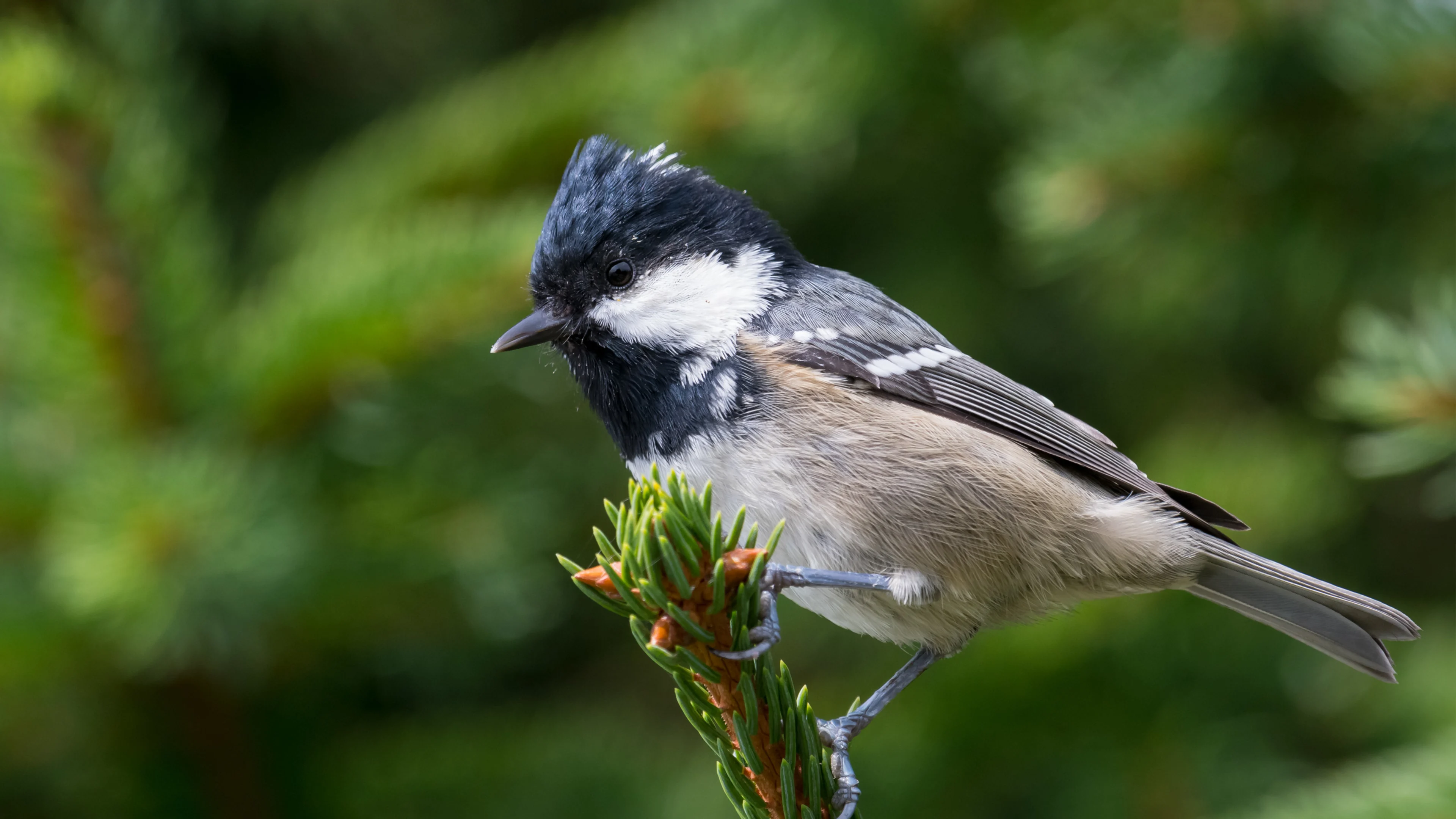 Eine Tannenmeise auf einem Nadelbaum.