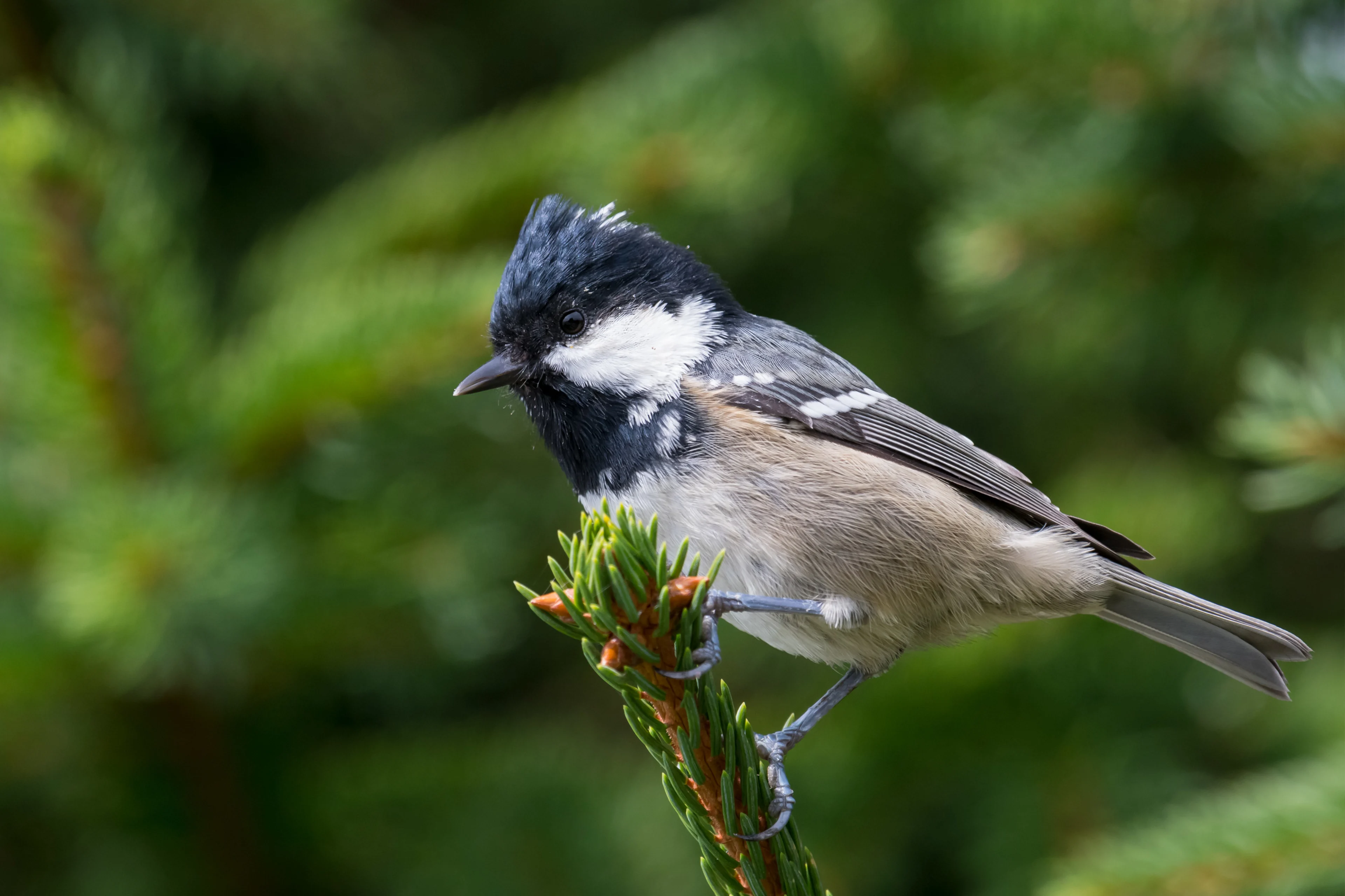 Eine Tannenmeise auf einem Nadelbaum.