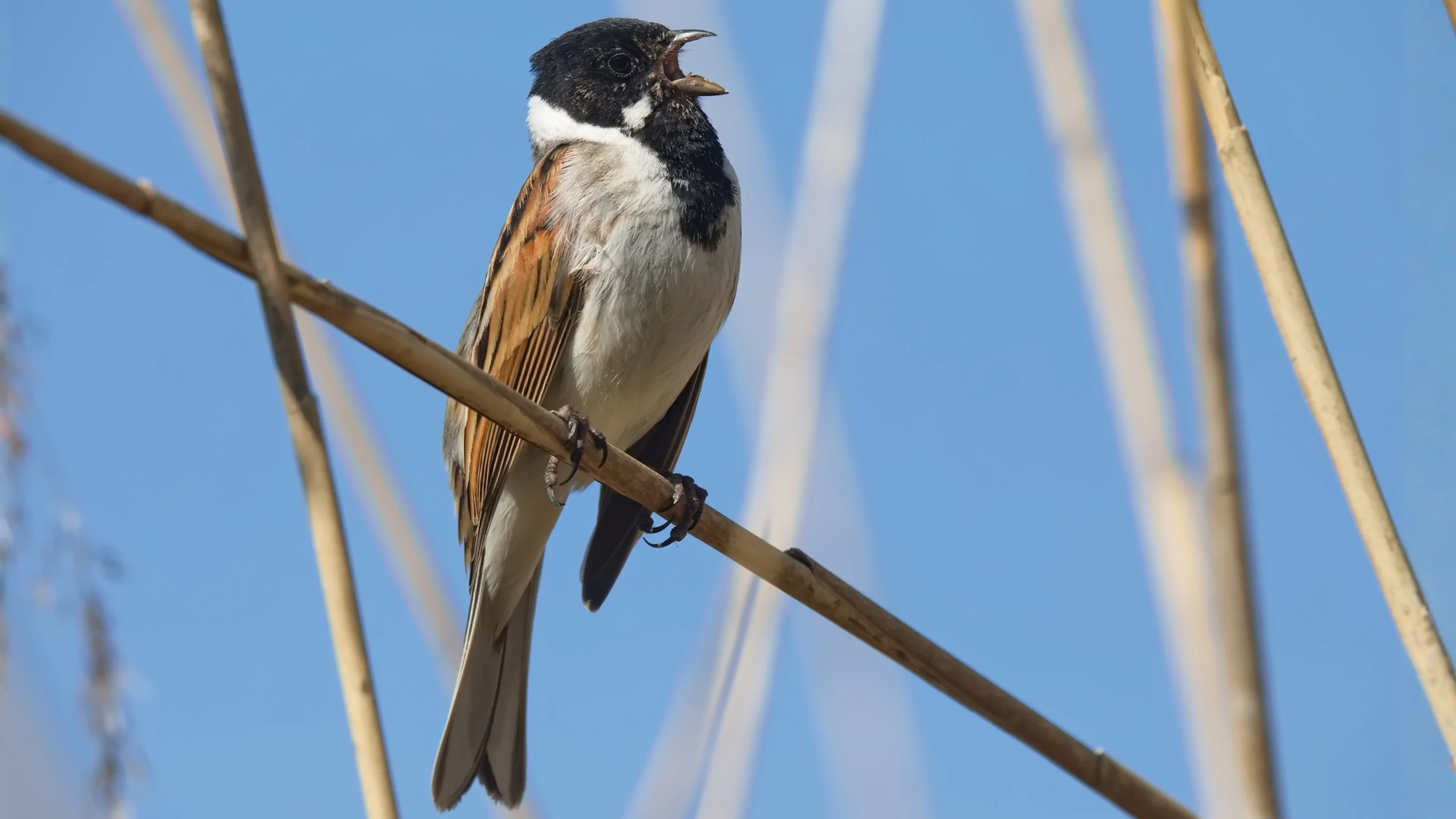 Eine Rohrammer singt im Schilf.