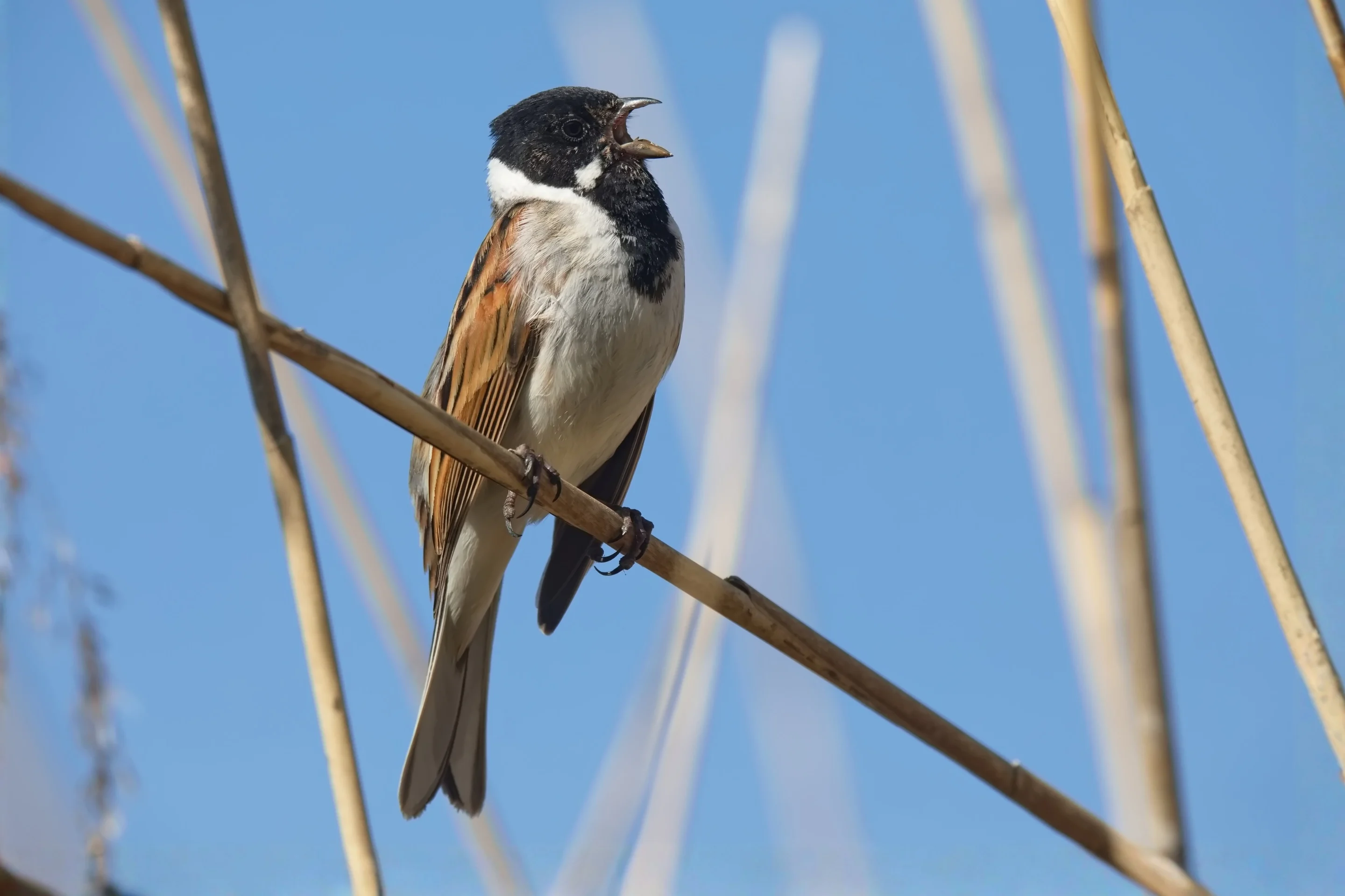 Eine Rohrammer singt im Schilf.