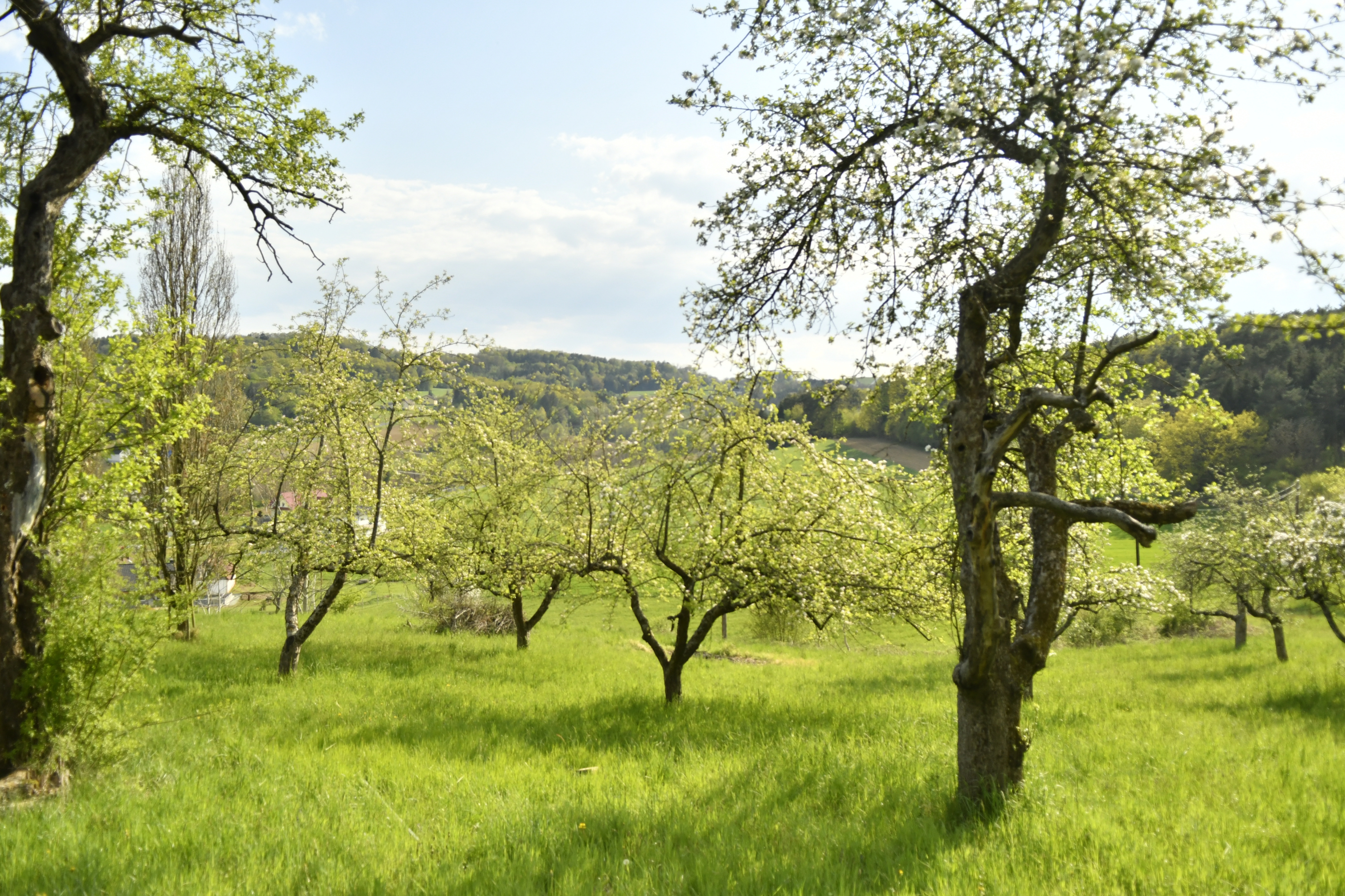 Eine Streuobstwiese mit blühenden alten Bäumen.