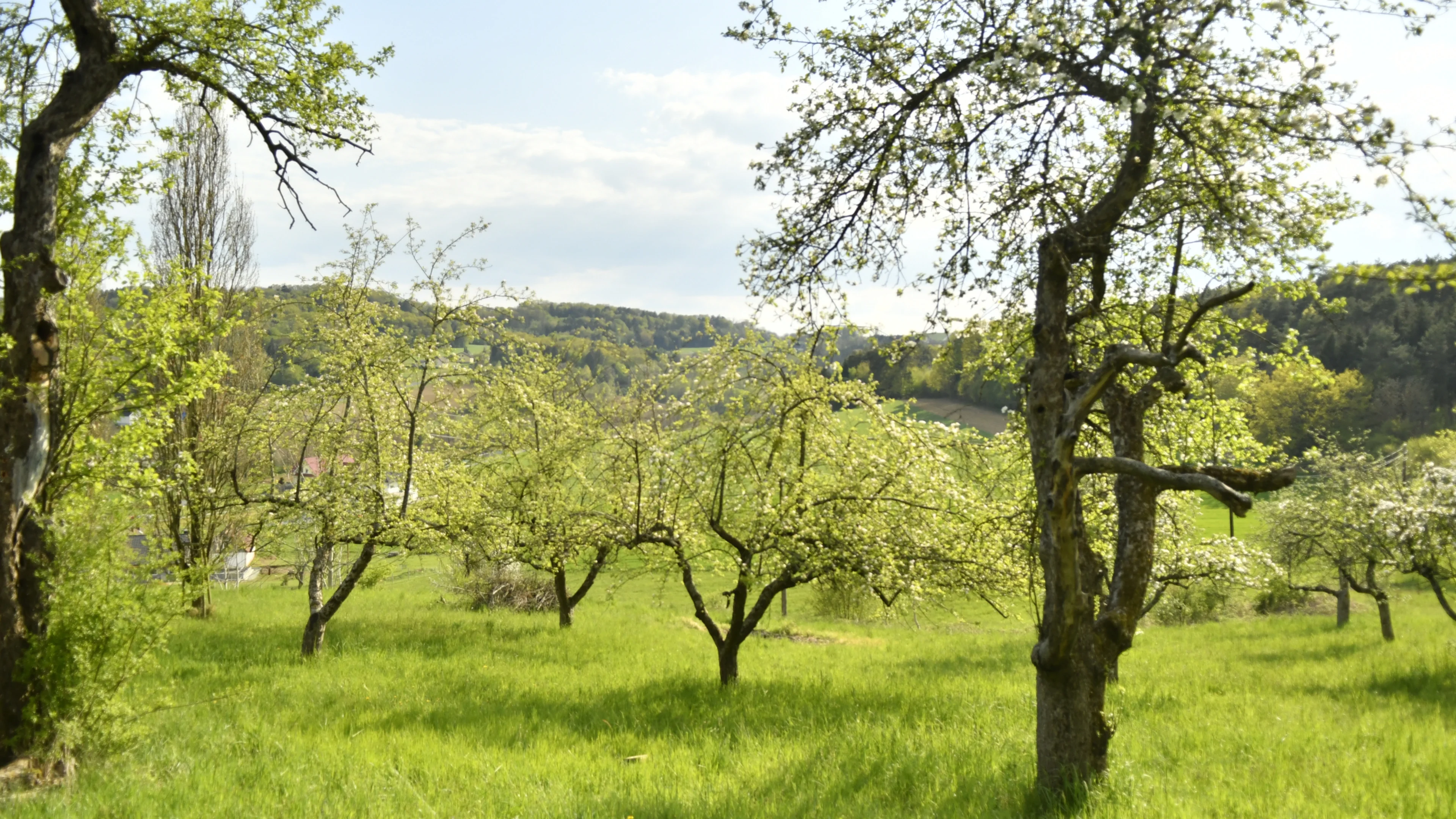 Eine Streuobstwiese mit blühenden alten Bäumen.