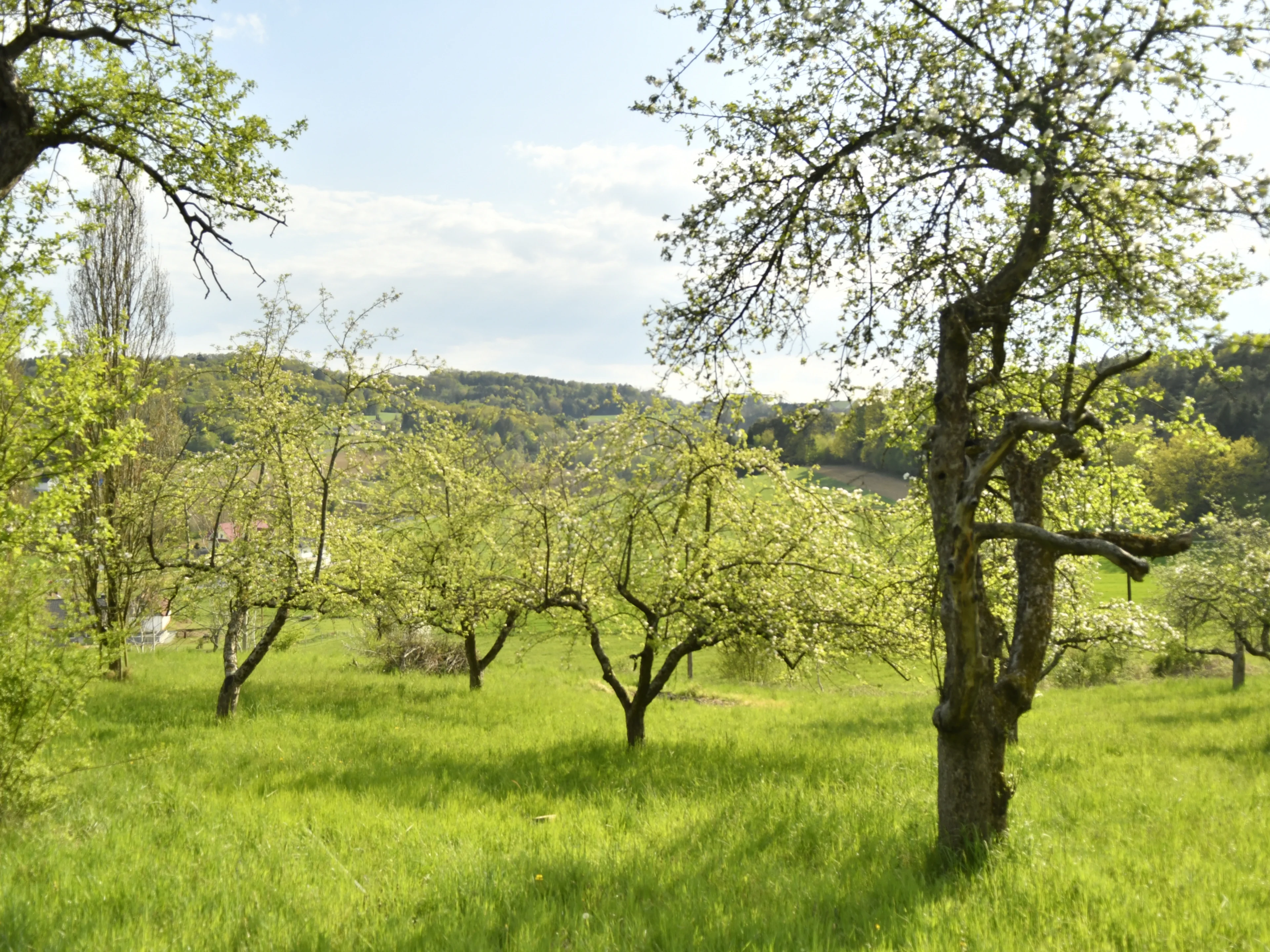 Eine Streuobstwiese mit blühenden alten Bäumen.