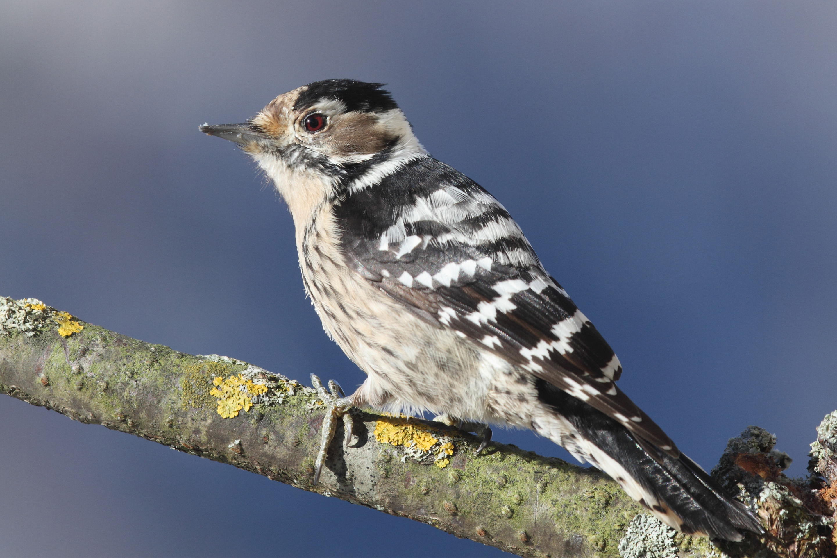 Ein Kleinspecht-Weibchen sitzt auf einem Ast.