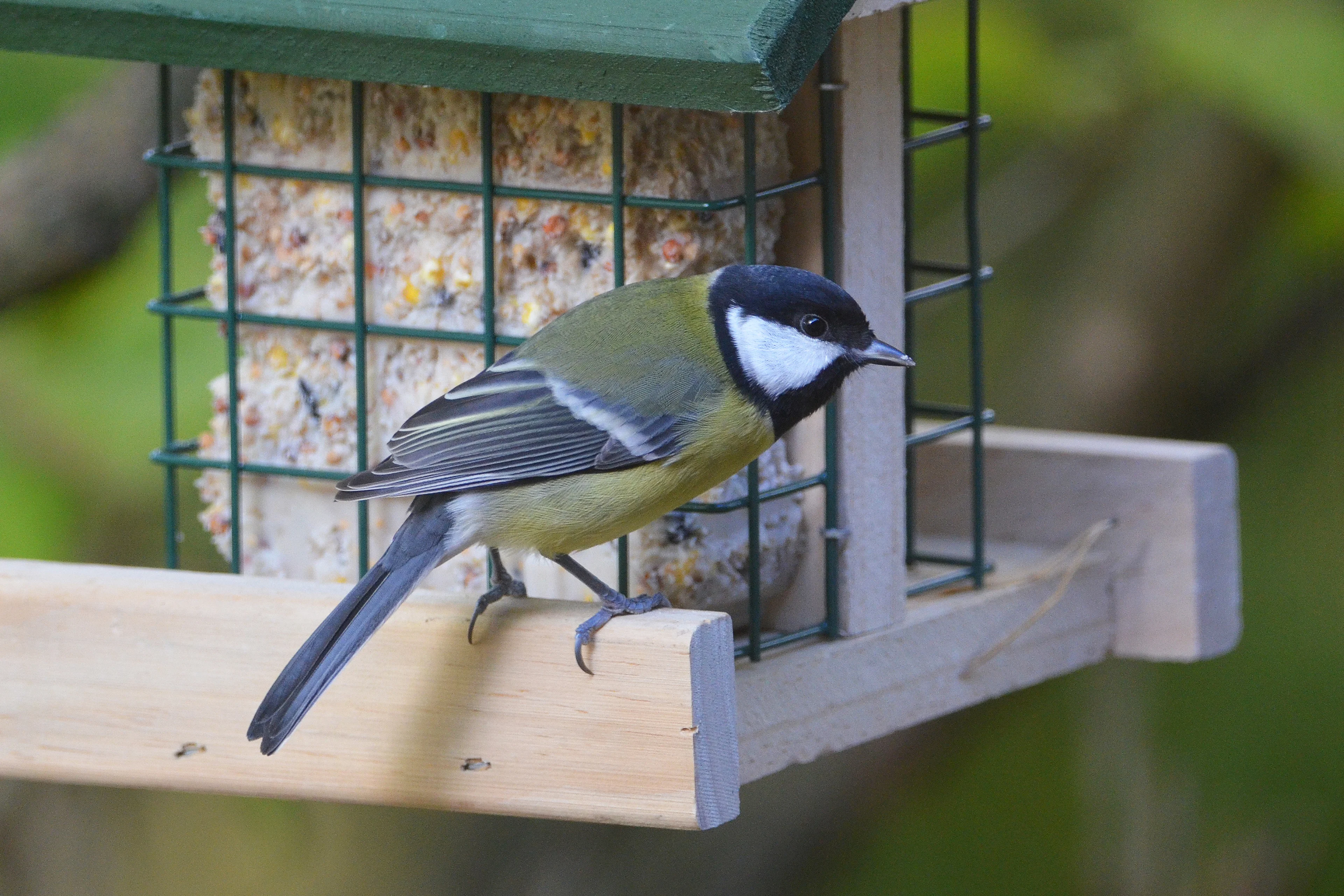 Eine adulte Kohlmeise bei der herbstlichen Vogelfütterung.