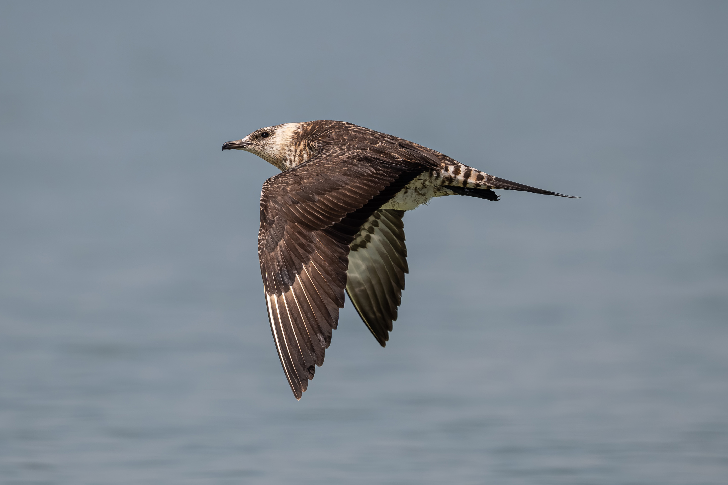 Eine Schmarotzerraubmöwe auf Besuch in Österreich.