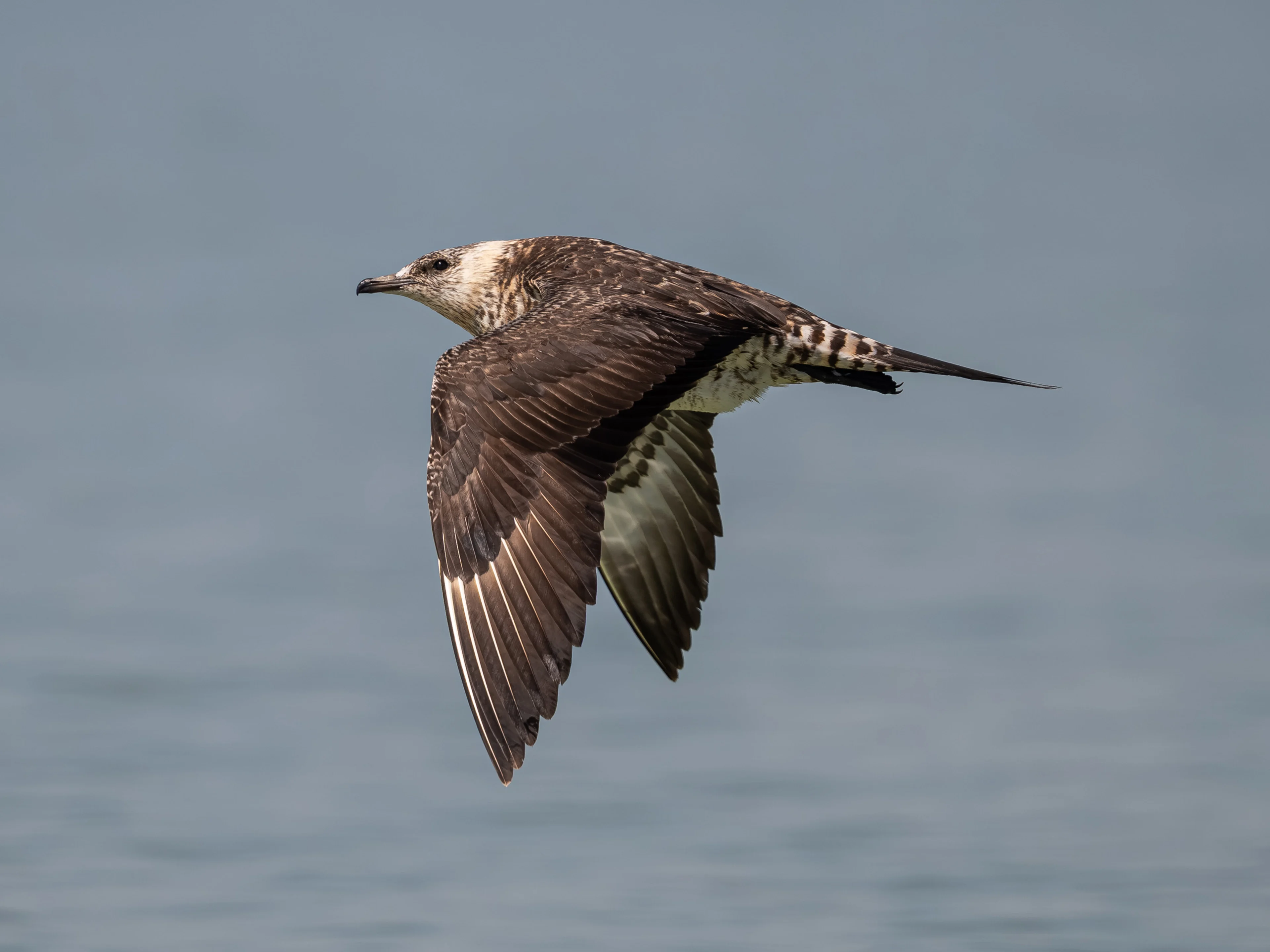 Eine Schmarotzerraubmöwe auf Besuch in Österreich.