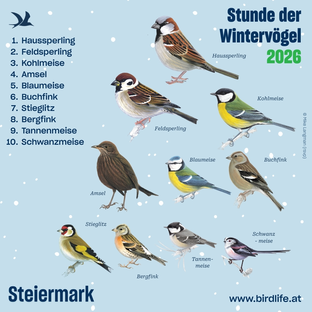 Die Top 10 der Stunde der Wintervögel der Steiermark.