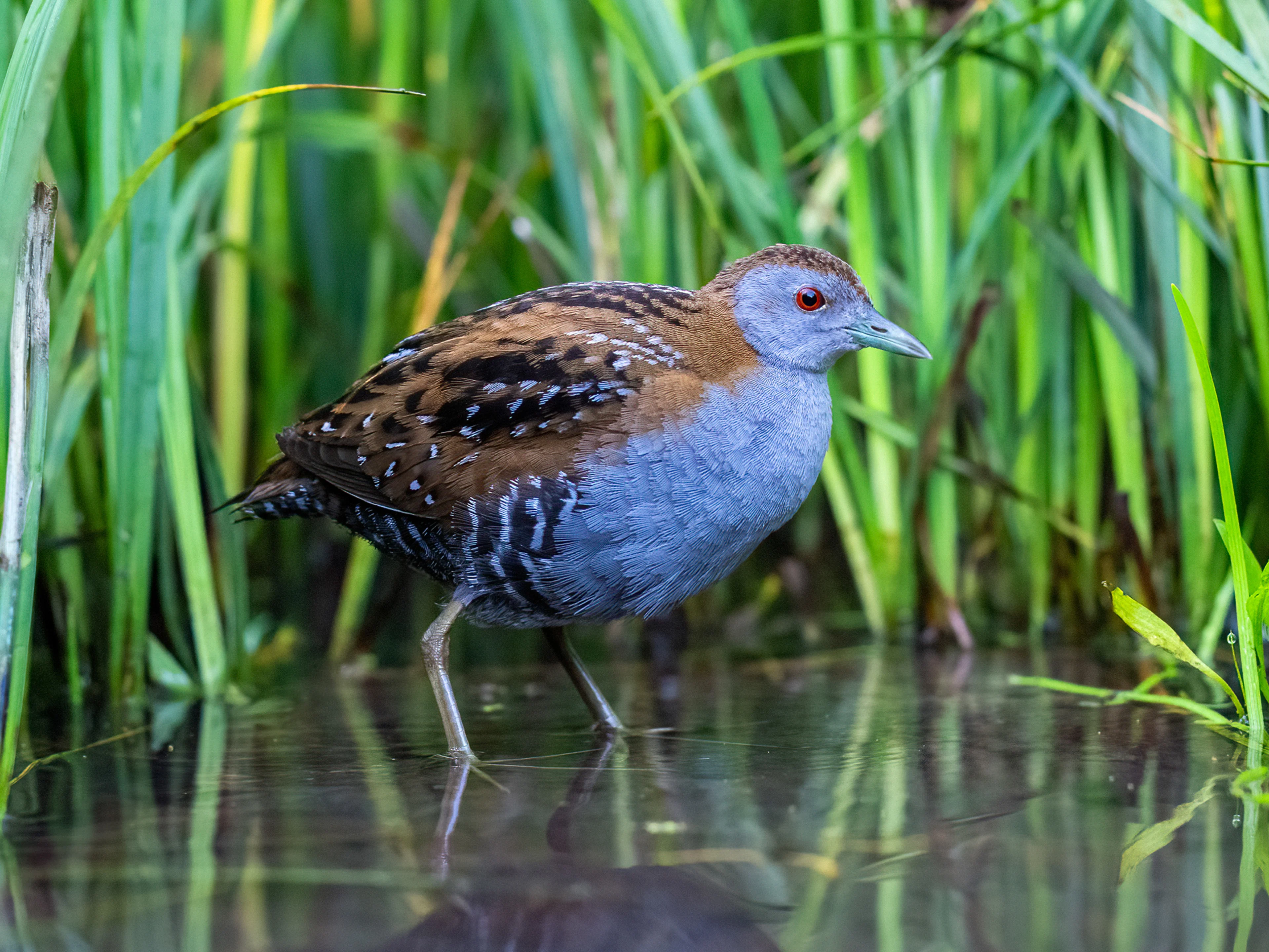 Ein Zwergsumpfhuhn am renaturierten Gelände der St. Martins Therme & Lodge.