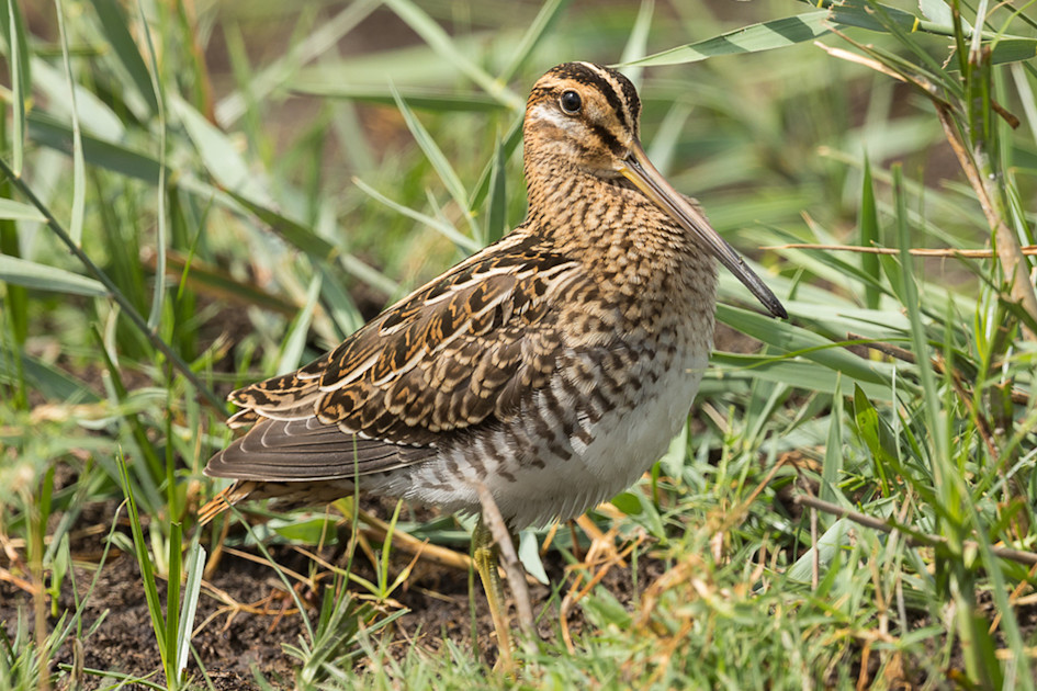 Veranstaltung: Ibmer Moor: Bekassinen- und Brachvogel-Balz
