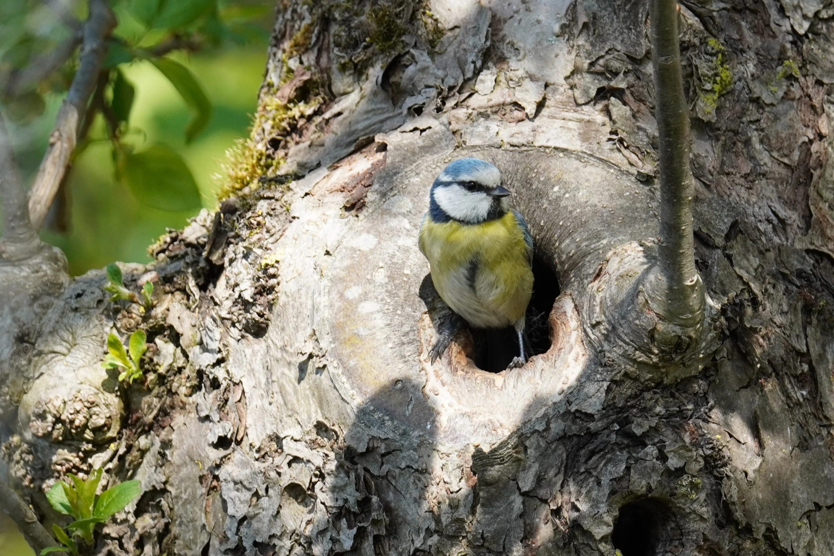 Eine Blaumeise schaut keck aus einem Baumloch hervor.