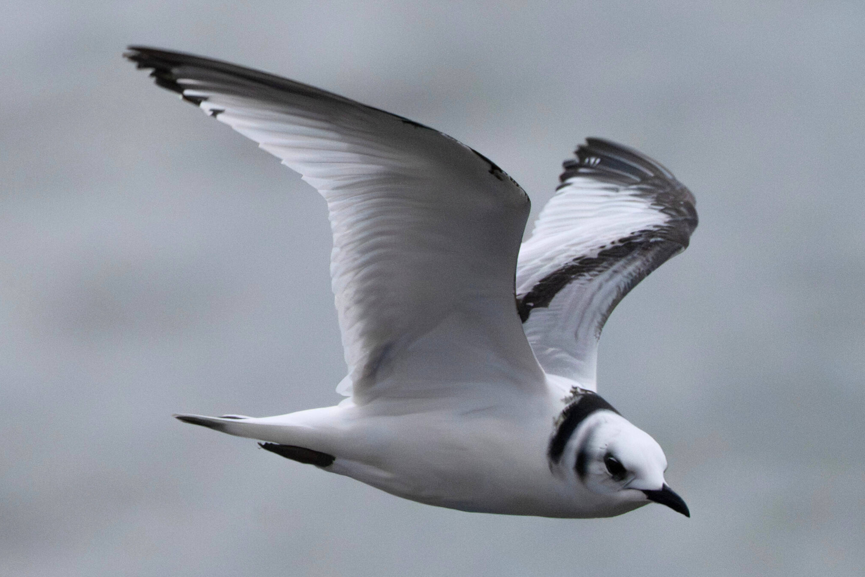 Eine Dreizehenmöwe wurde im Jänner am Bodensee entdeckt.