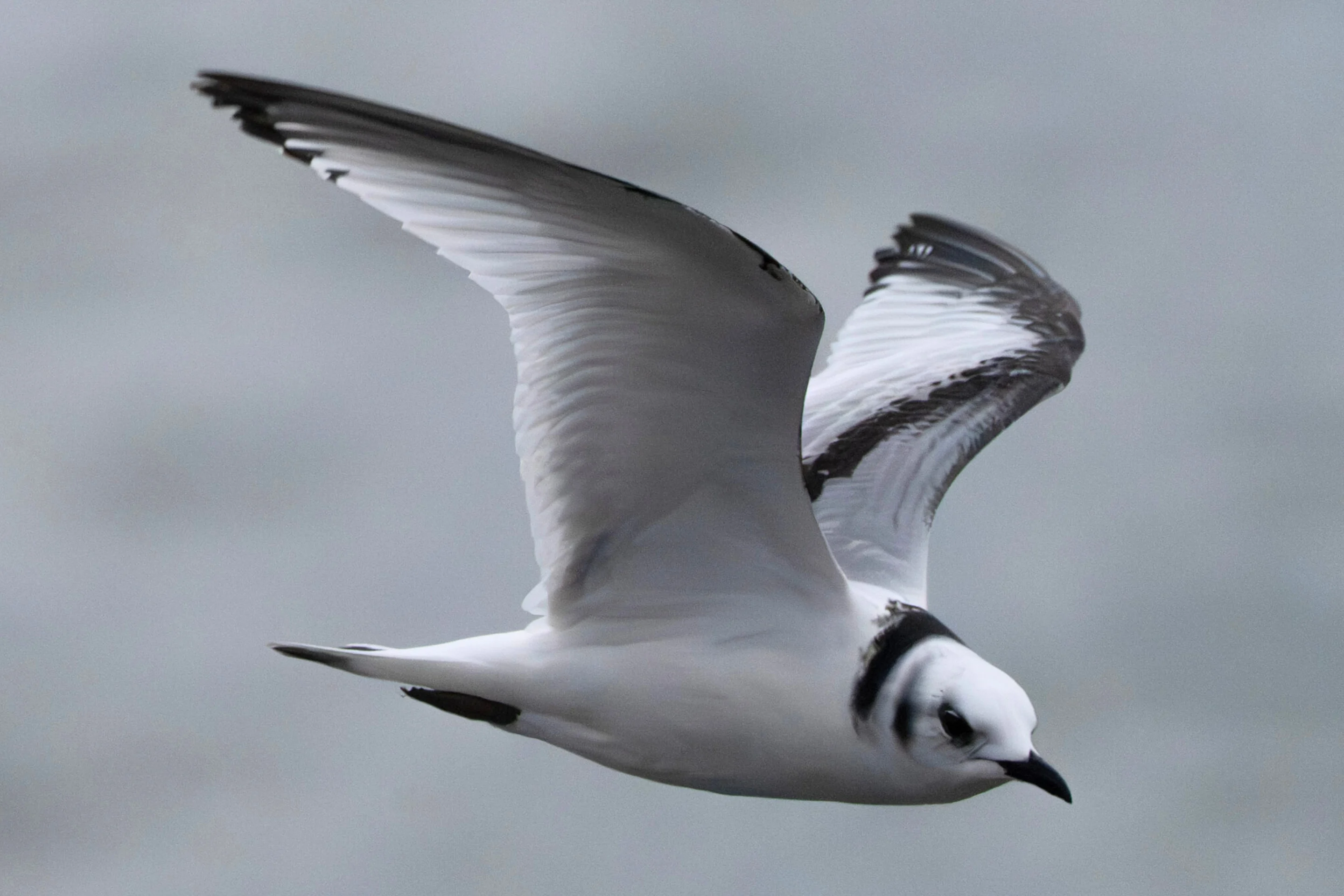 Eine Dreizehenmöwe wurde im Jänner am Bodensee entdeckt.