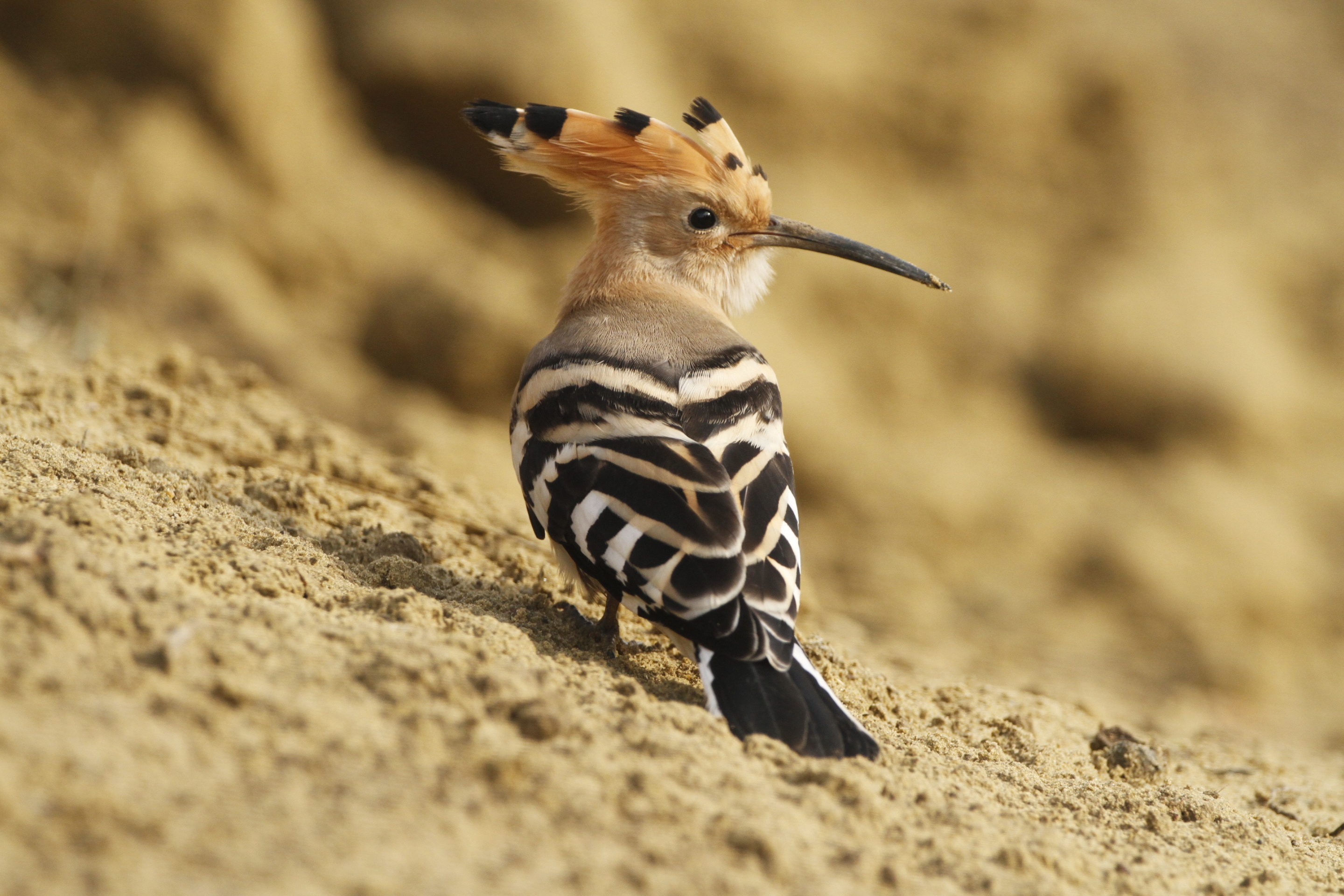 Ein Wiedehopf in einer Sandgrube in Niederösterreich.