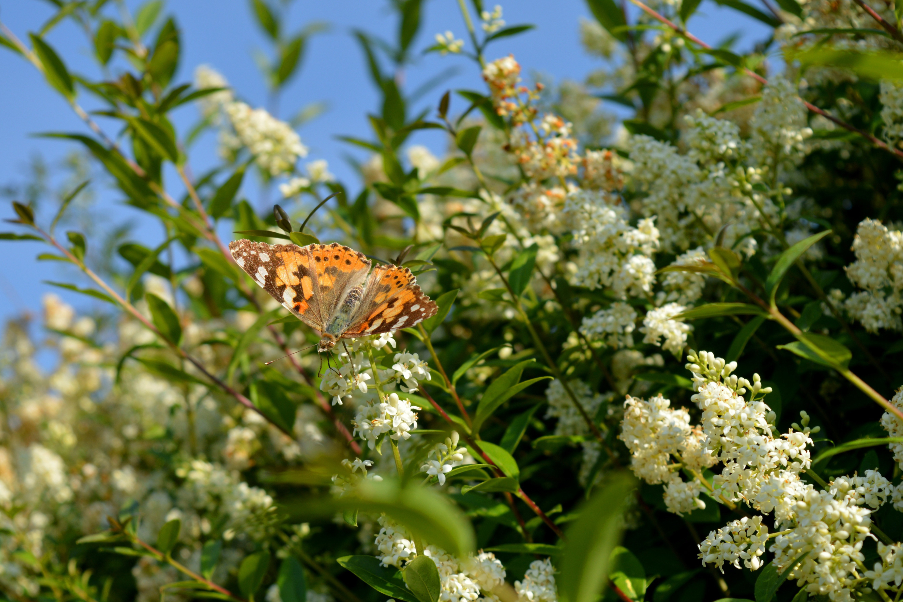 Ein Schmetterling sitzt auf den Blüten eines Ligusters.