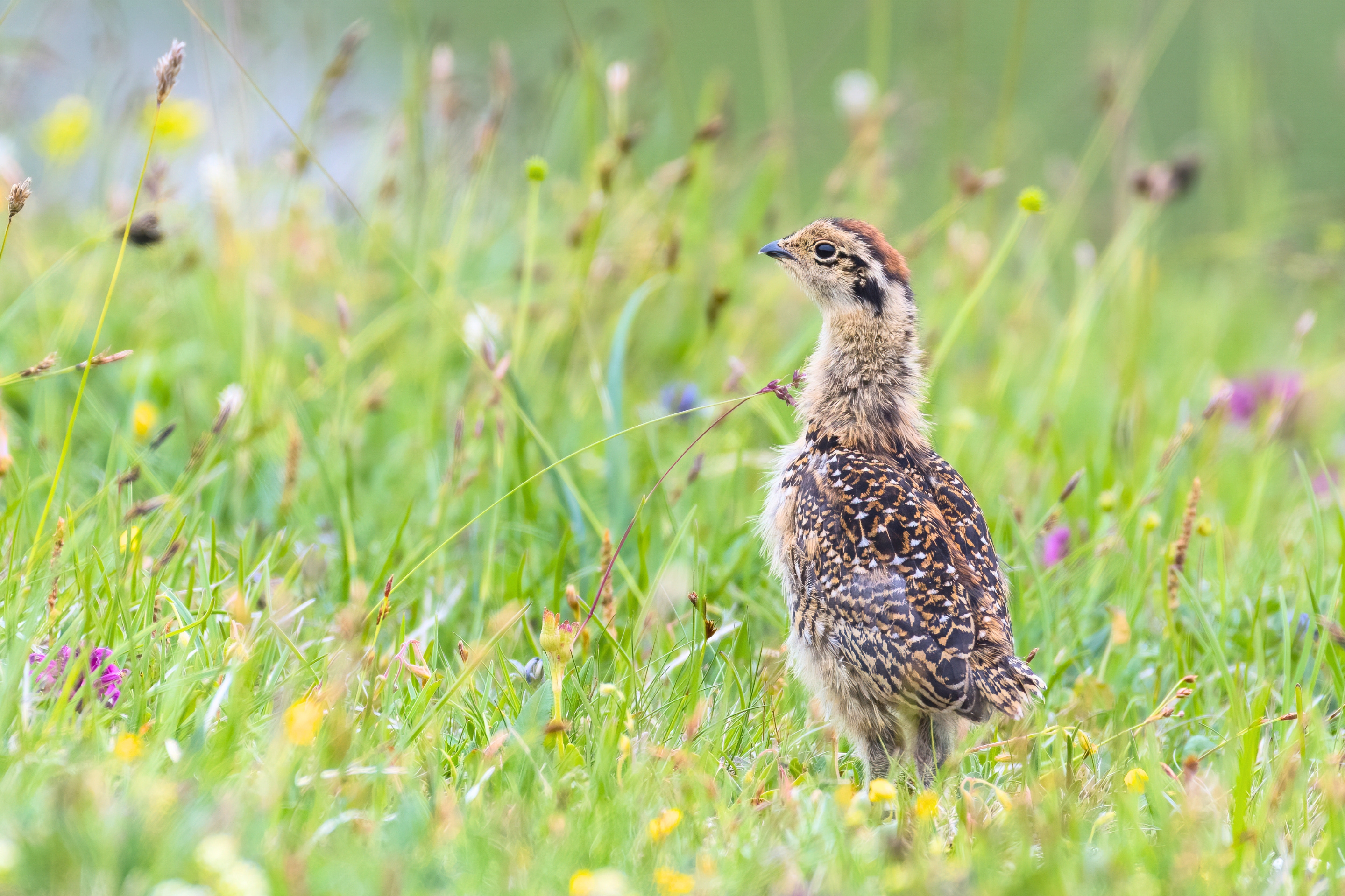 Alpenschneehuhn © Samuel Schnierer