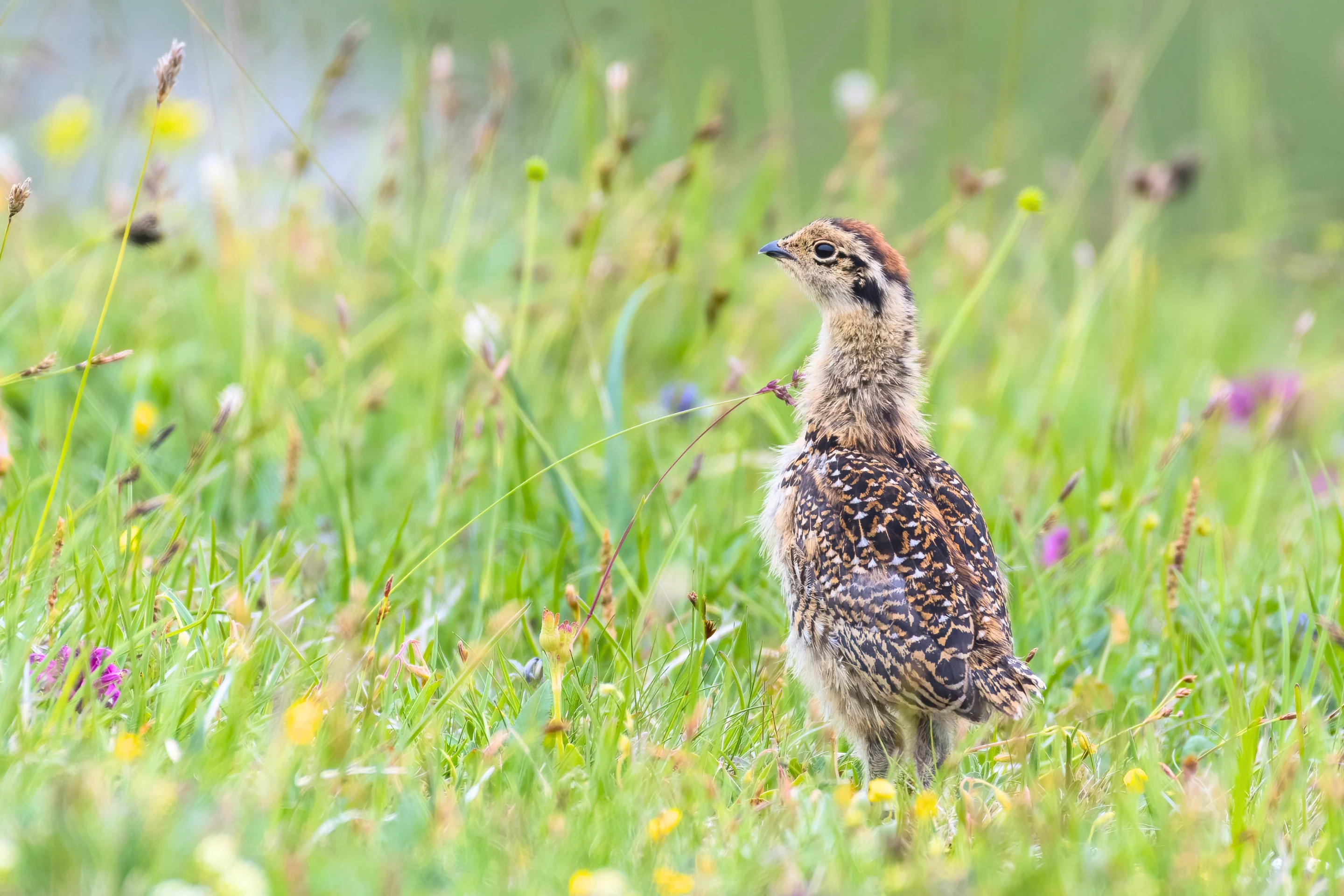 Alpenschneehuhn © Samuel Schnierer